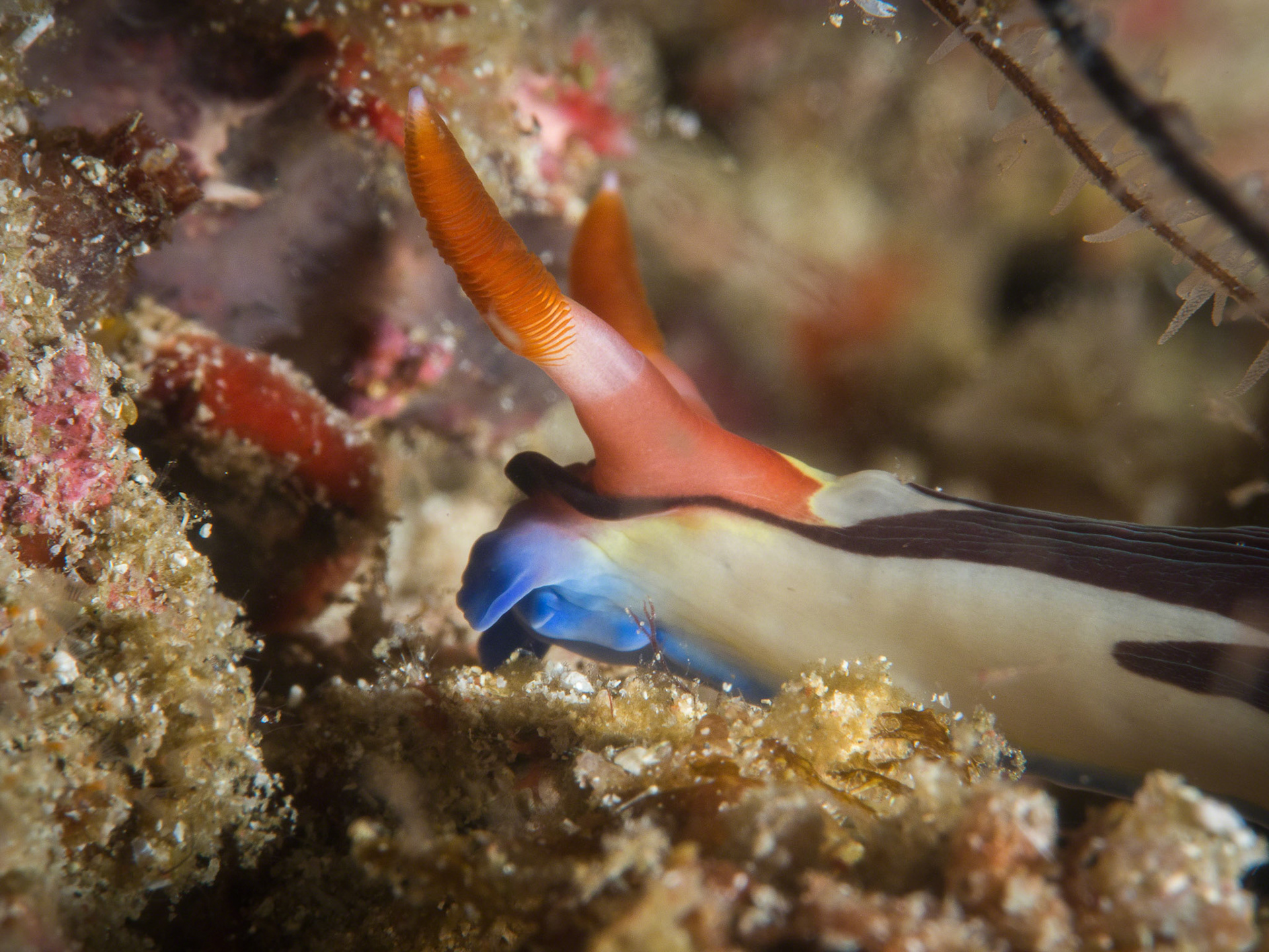 Nembrotha chamberlaini