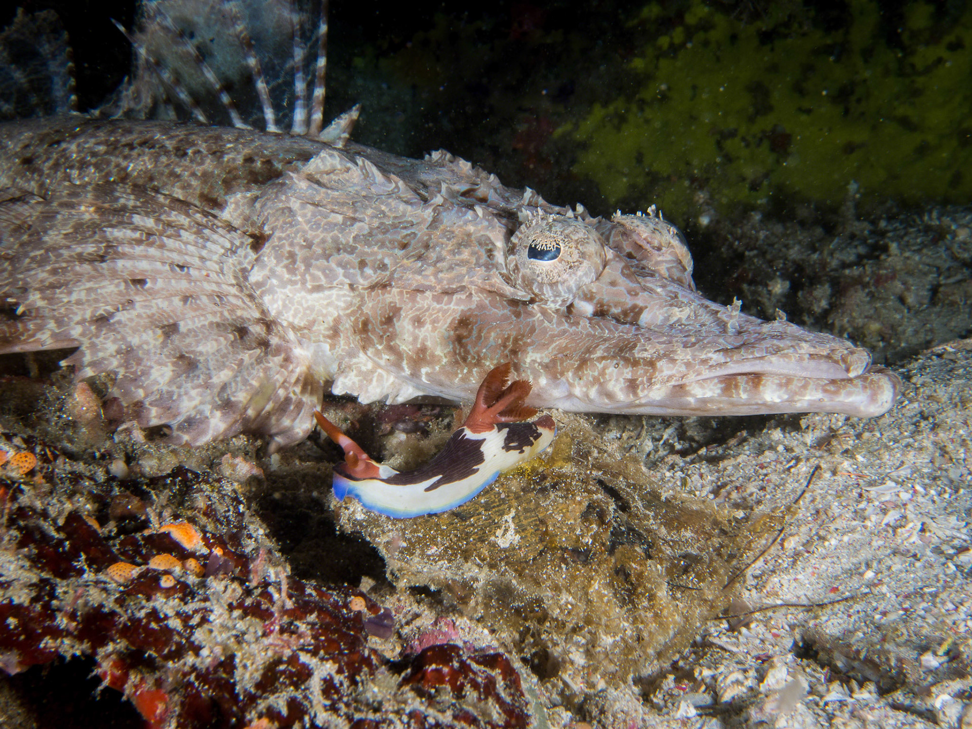 Nembrotha chamberlaini
