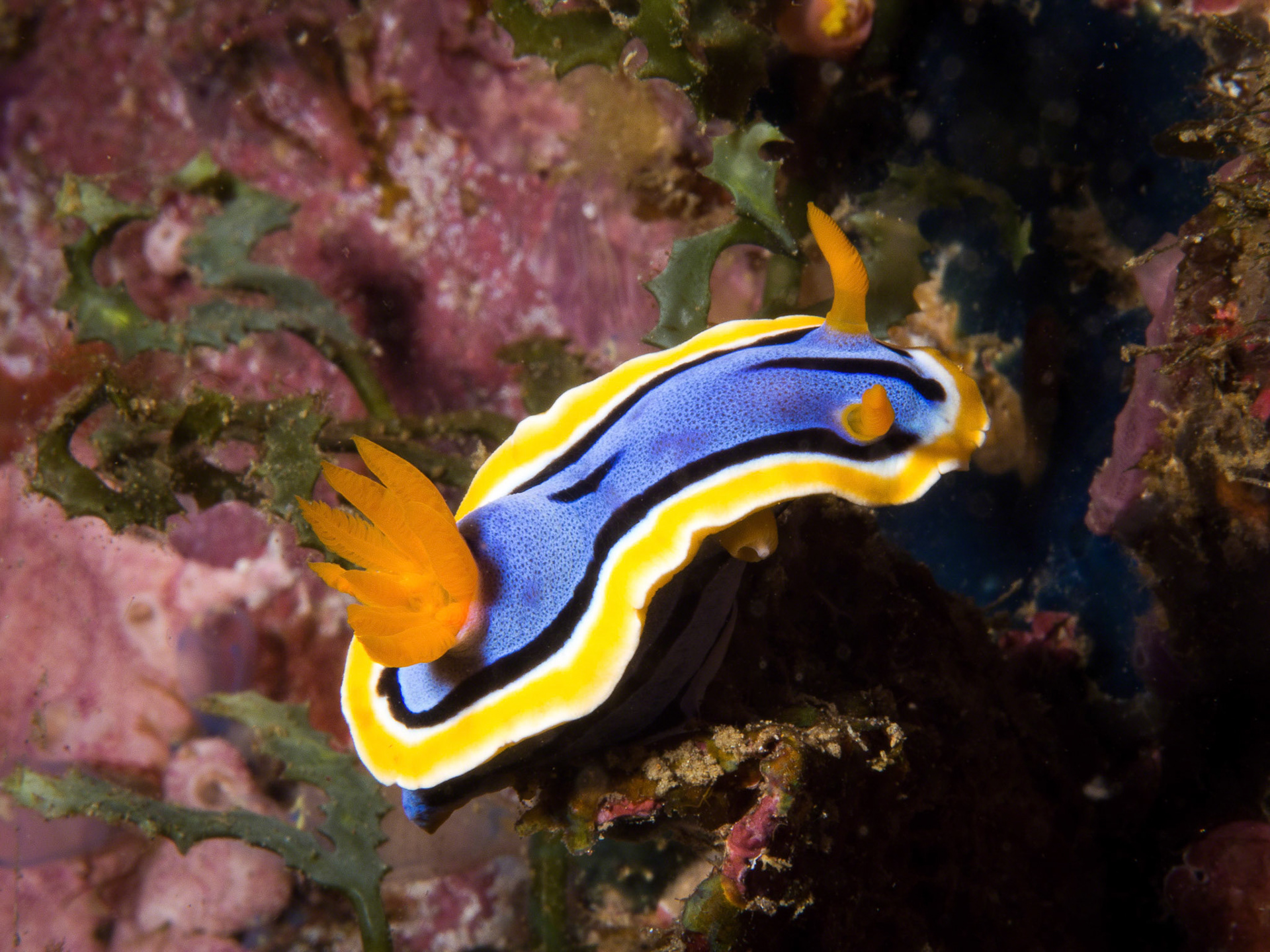 Chromodoris annae