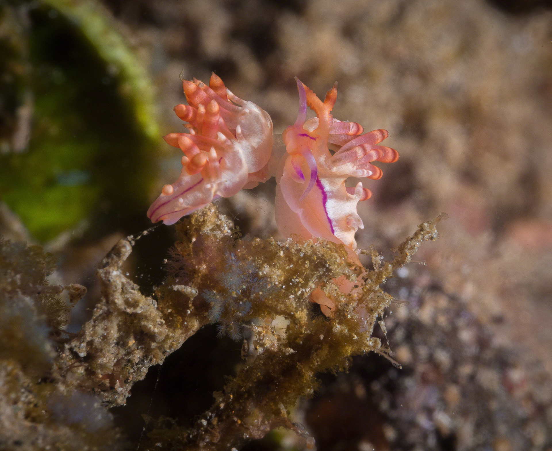 Flabellina rubrolineata