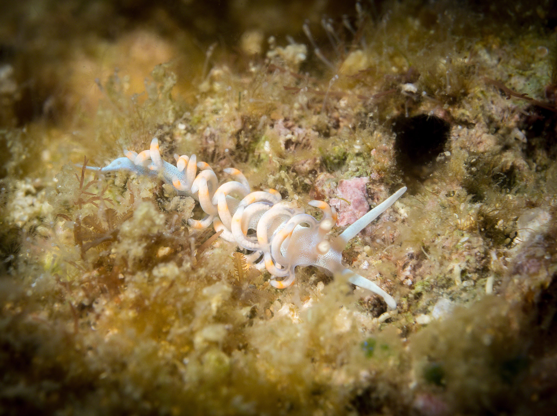 Flabellina bicolor