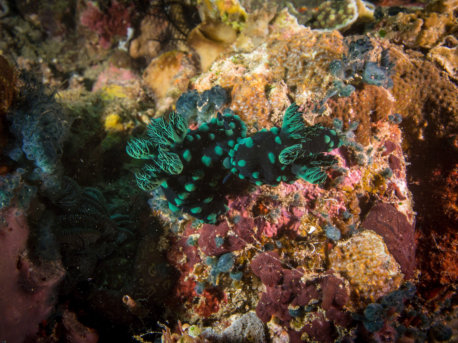 Nembrotha cristata