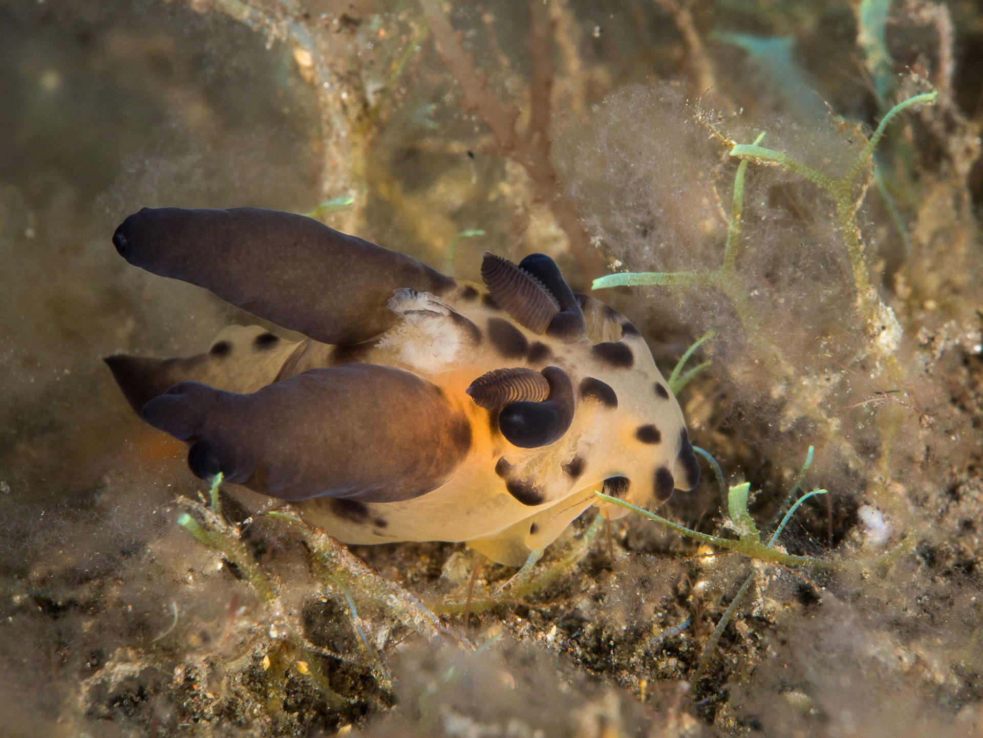 Thecacera unidentified