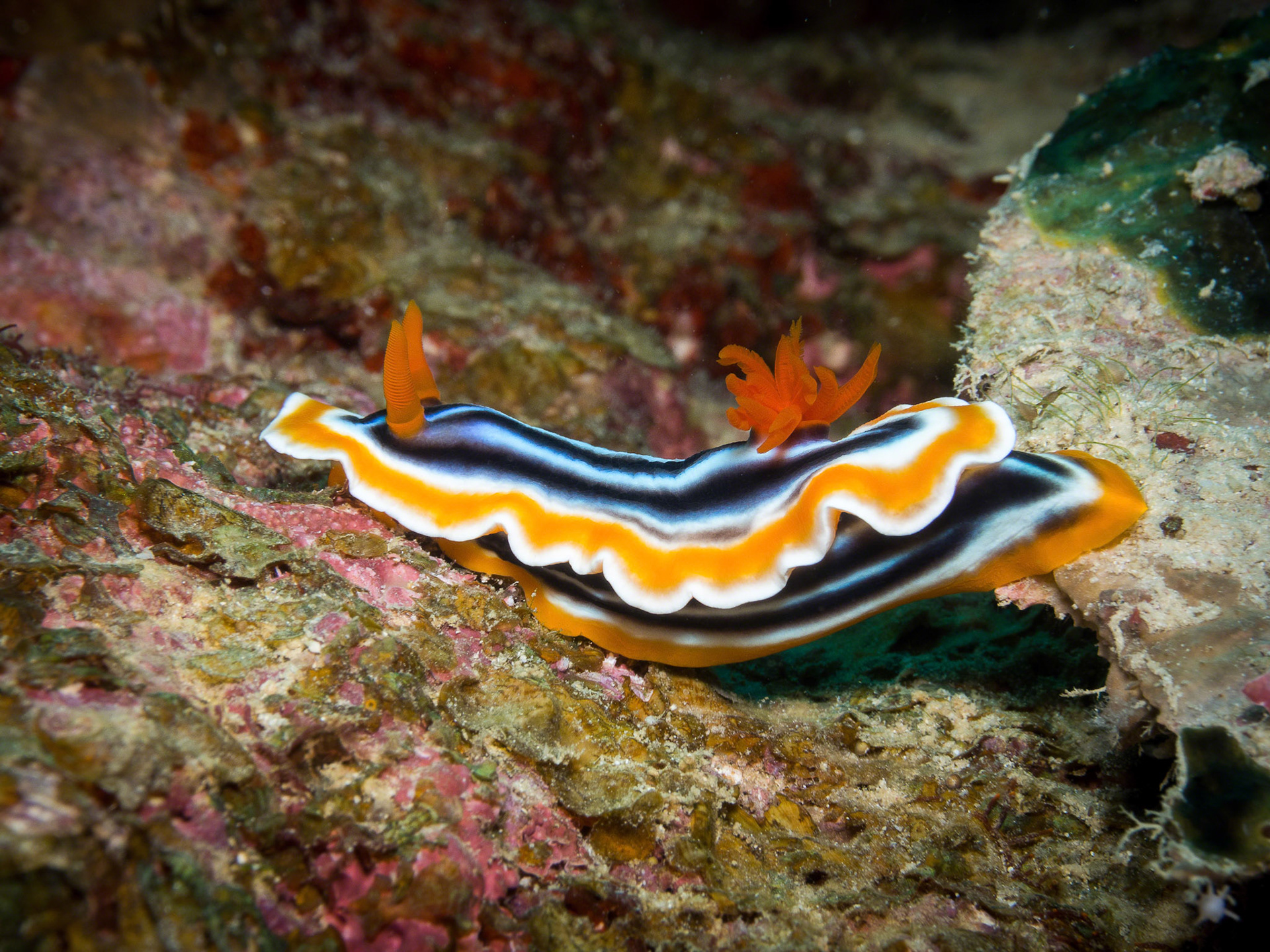 Chromodoris magnifica