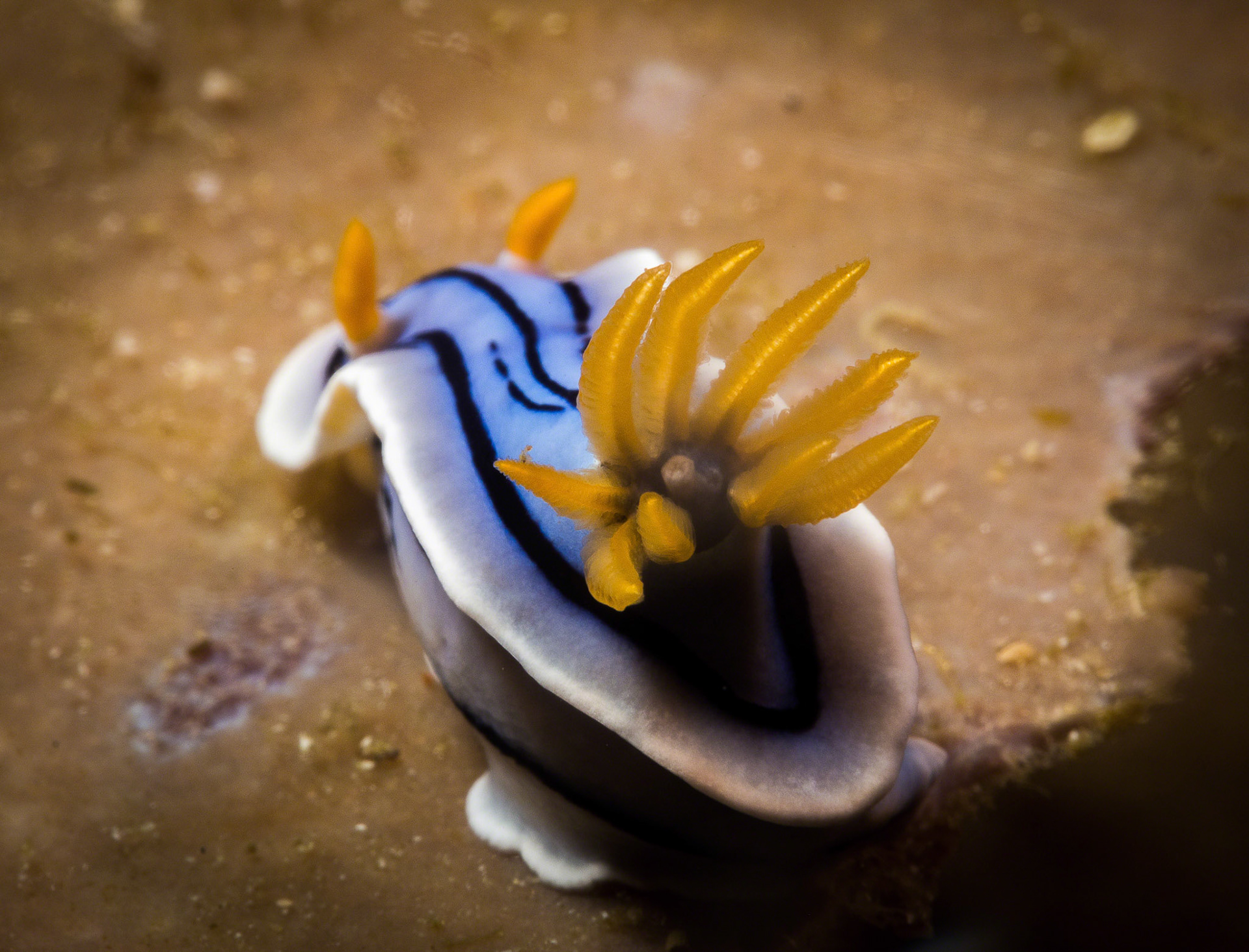 Chromodoris elisabethina