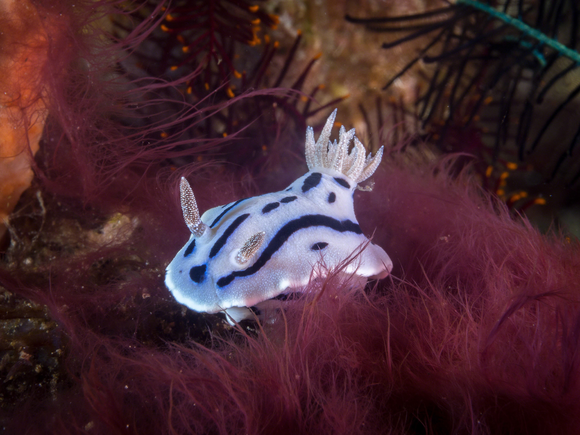 Chromodoris lochi