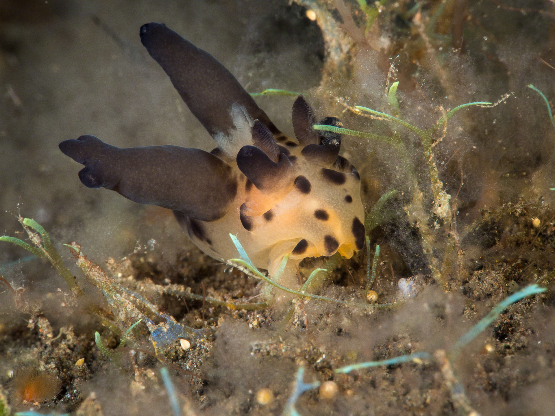 Thecacera unidentified