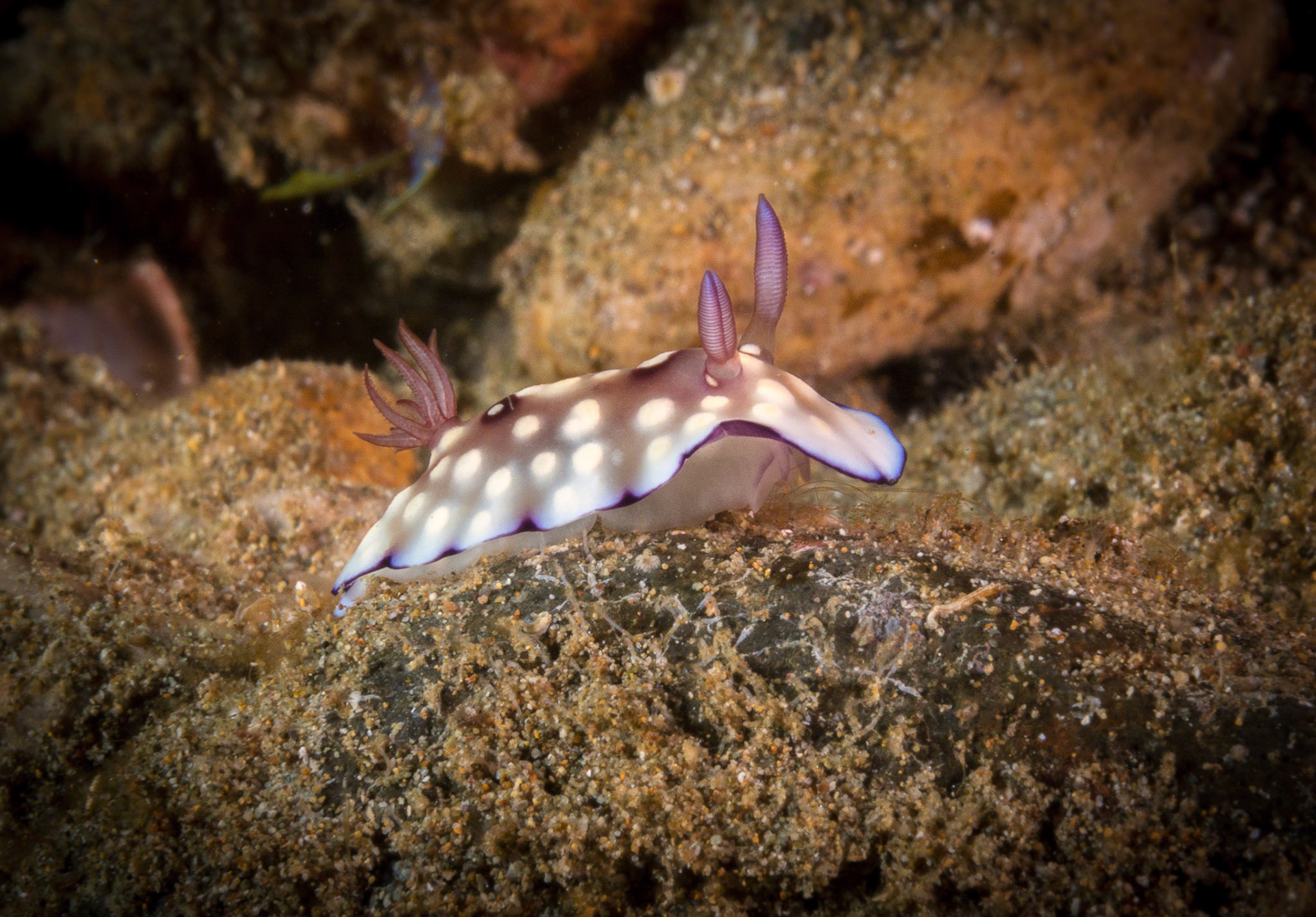 Chromodoris hintuanensis