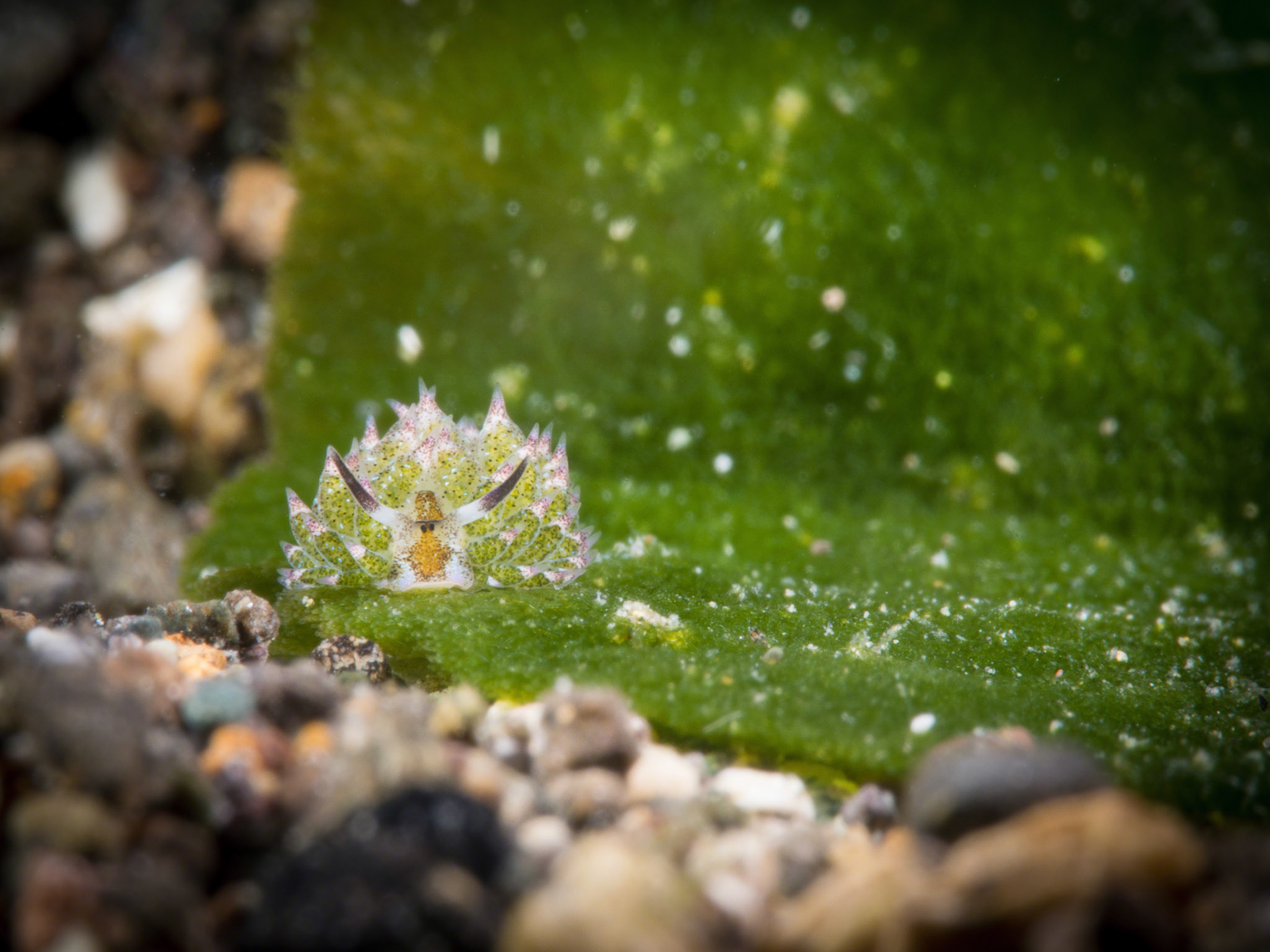 Costasiella kuroshimae