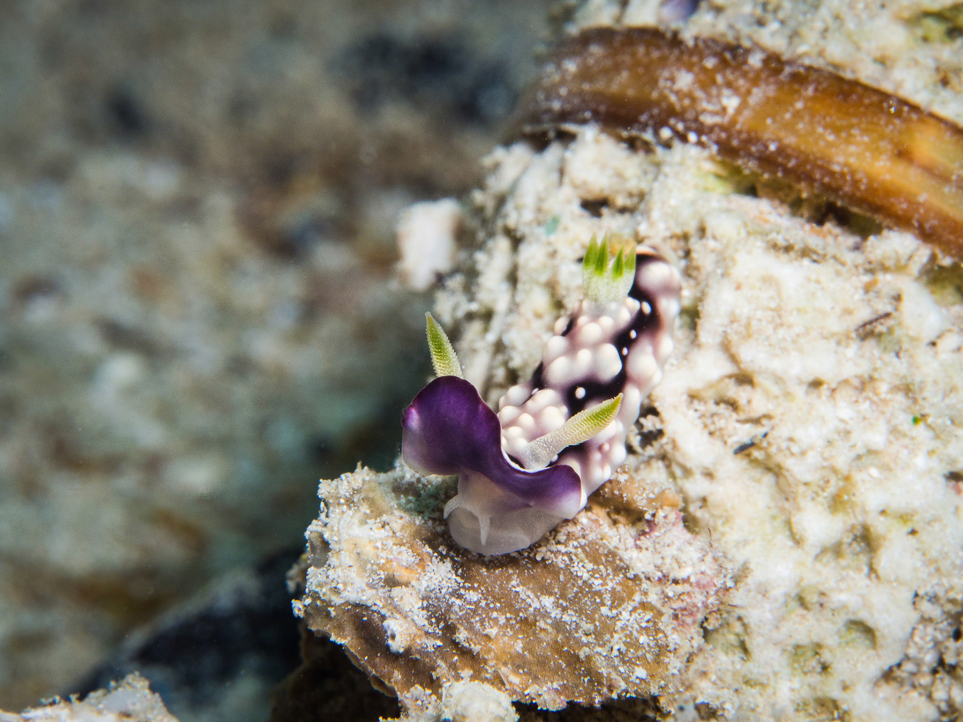 Chromodoris geometrica