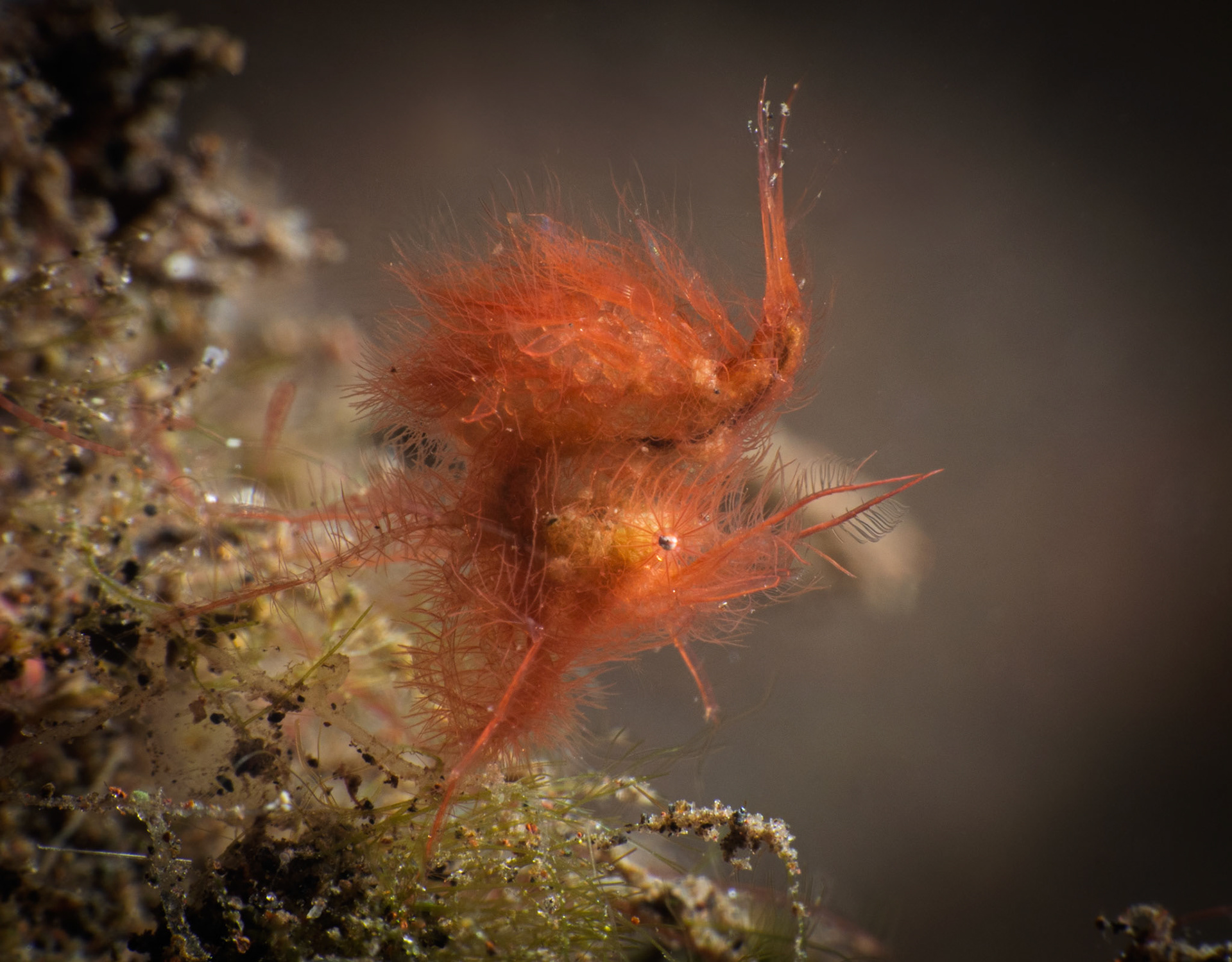 Red Hairy Shrimp