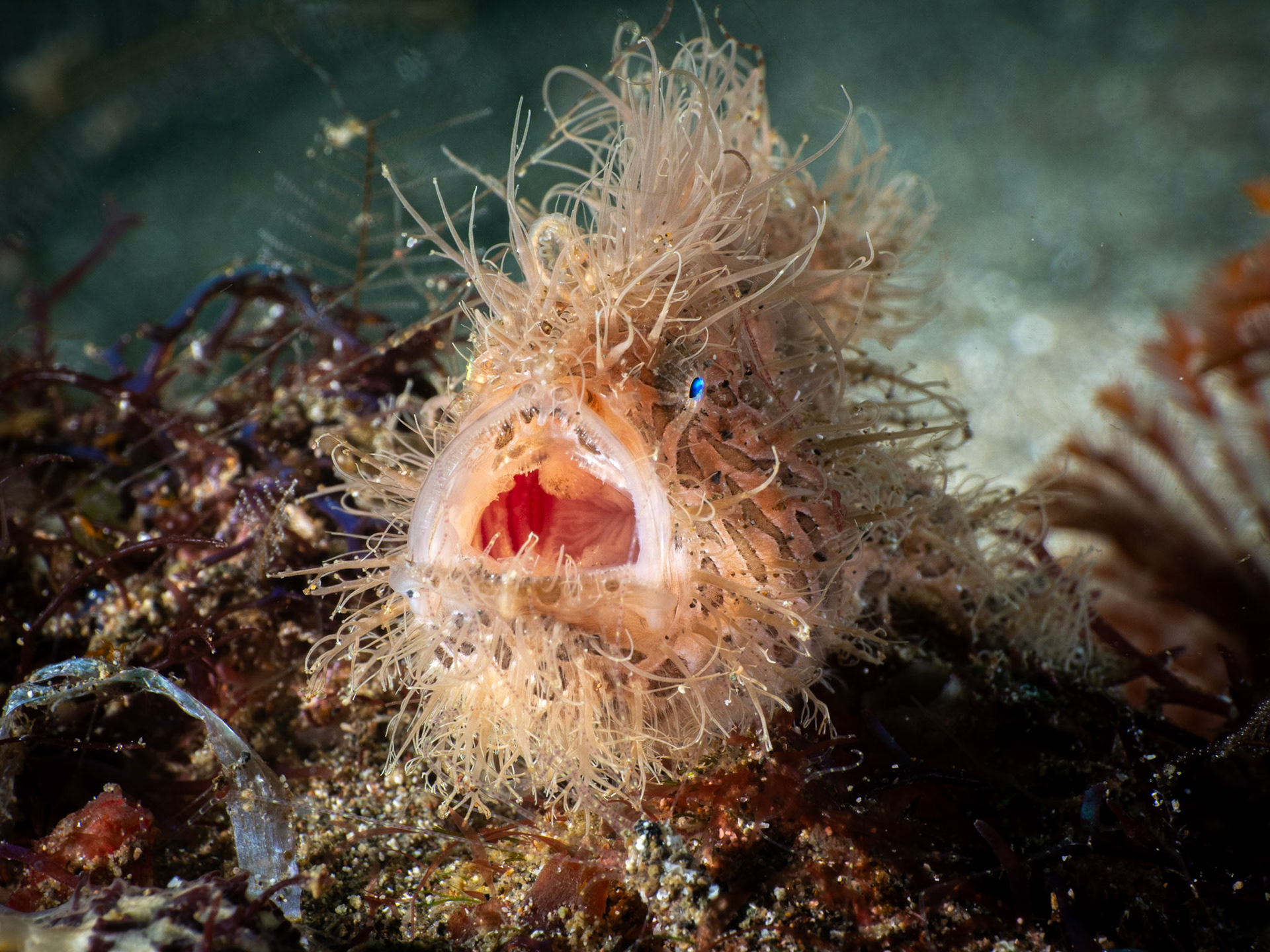 Hairy Frogfish