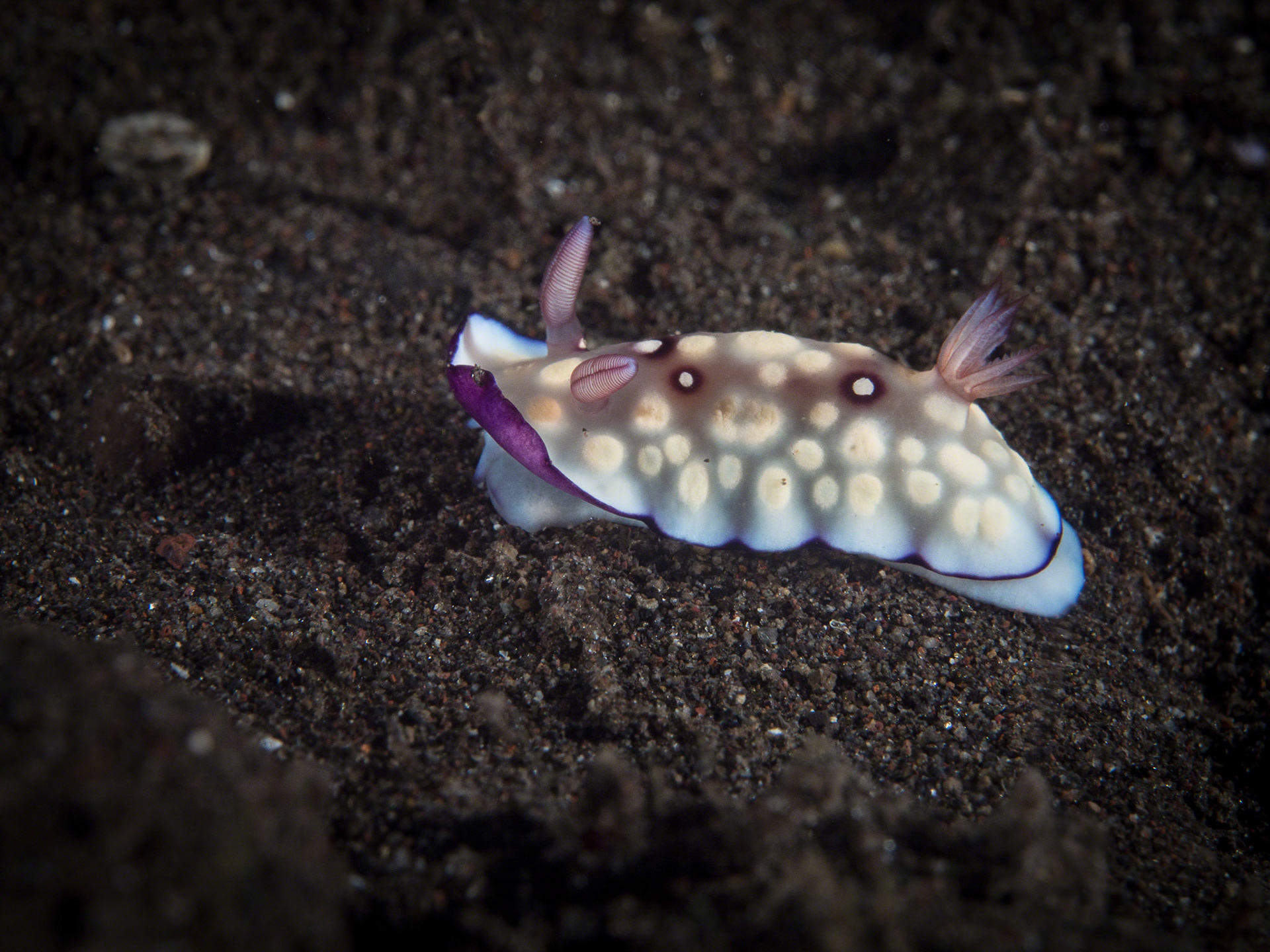 Chromodoris hintuanensis