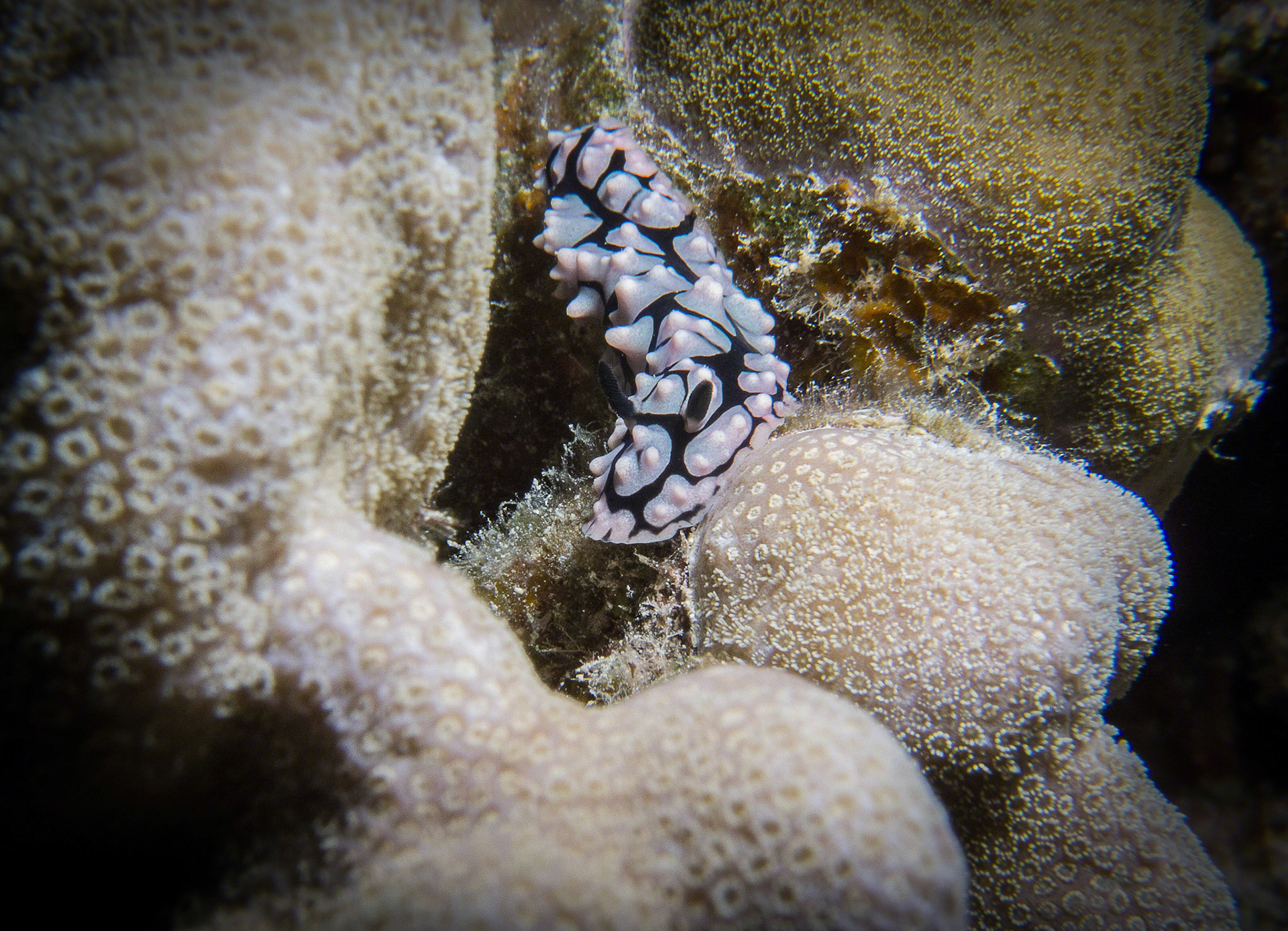 Phyllidiella pustulosa