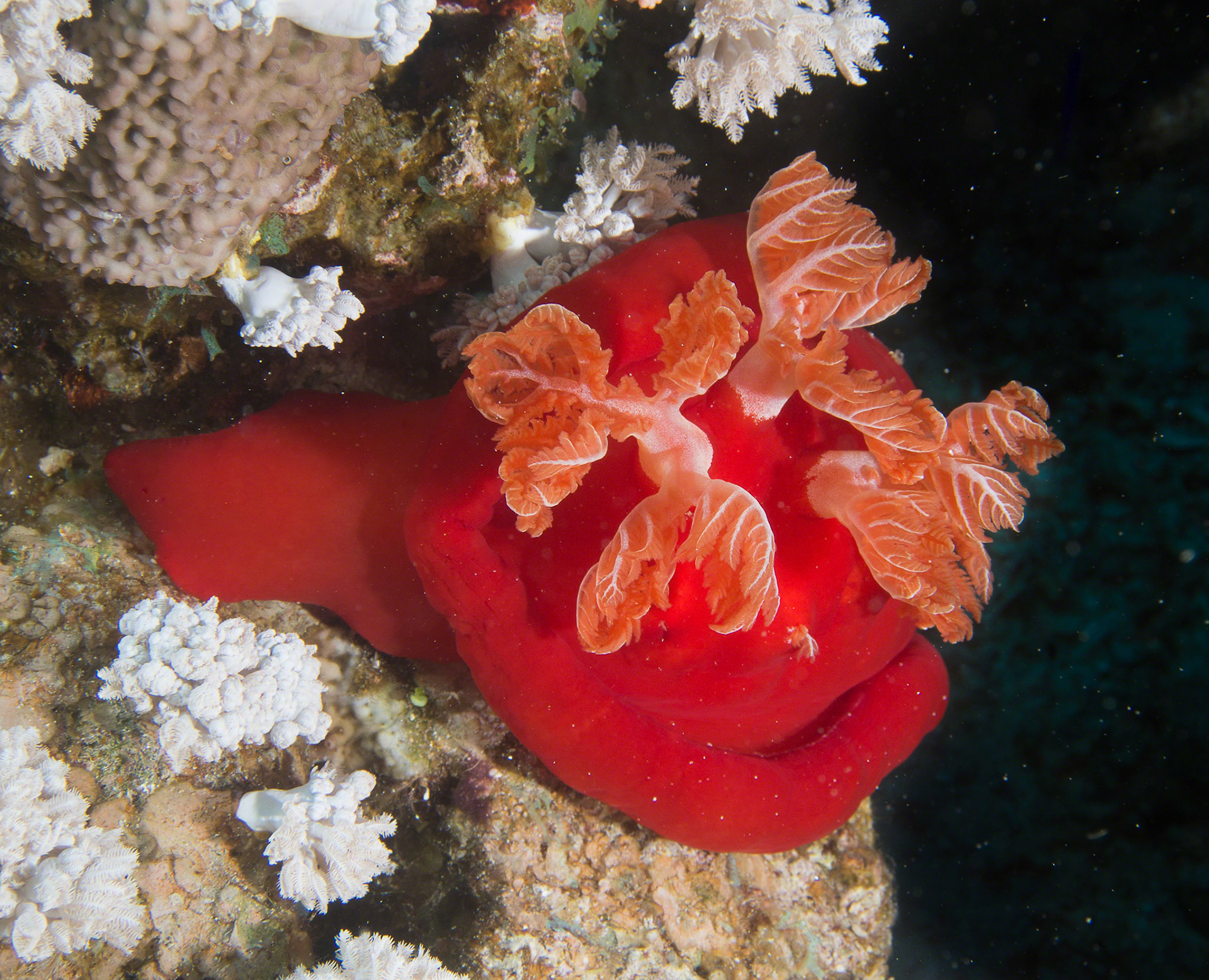 Hexabranchus sanguineus