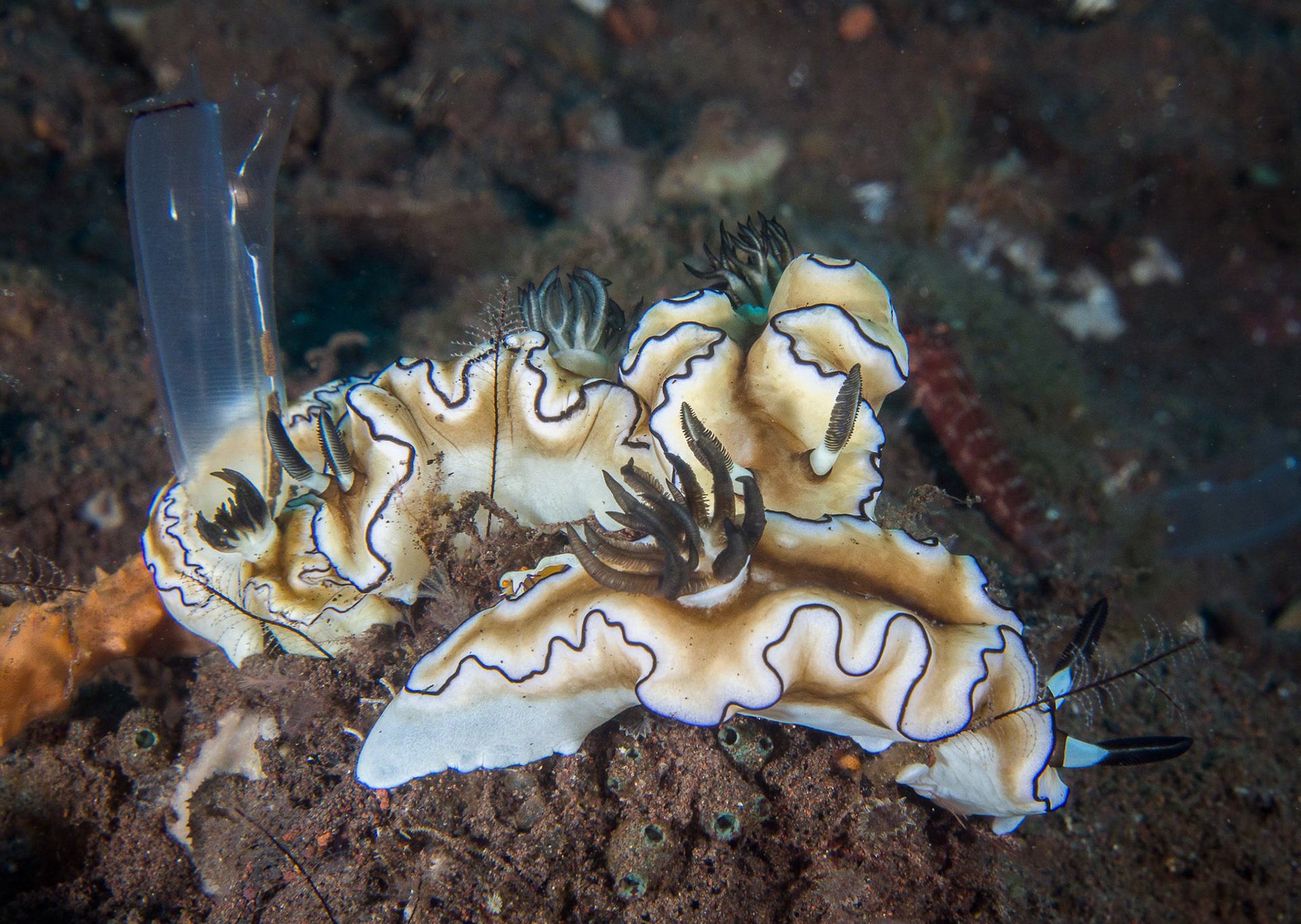 Glossodoris atromarginata