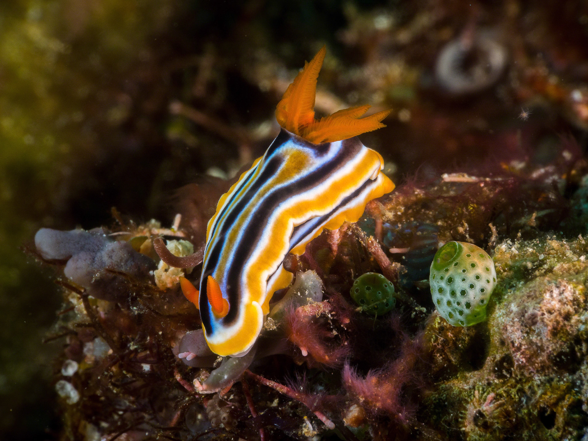 Chromodoris magnifica