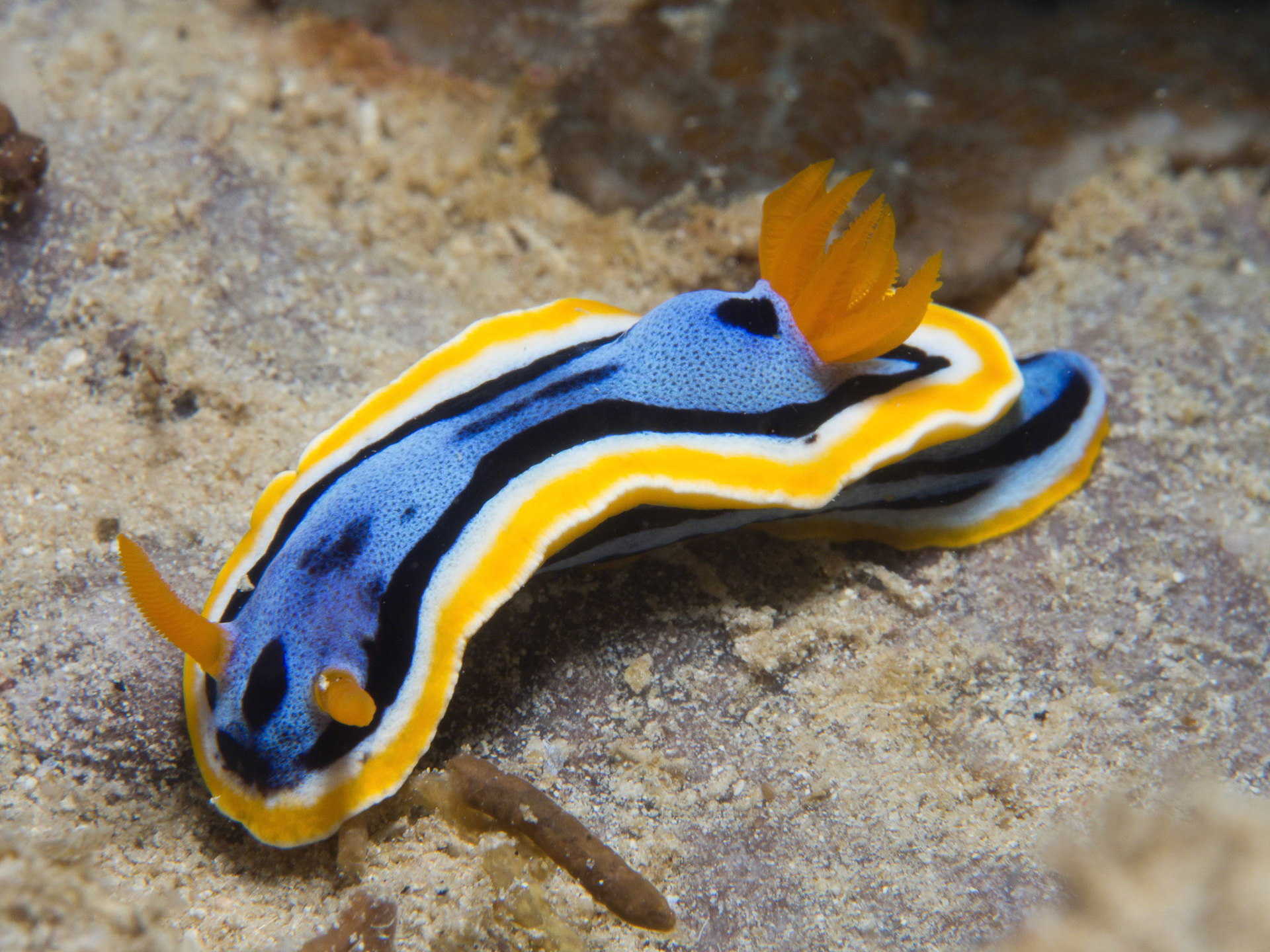 Chromodoris annae