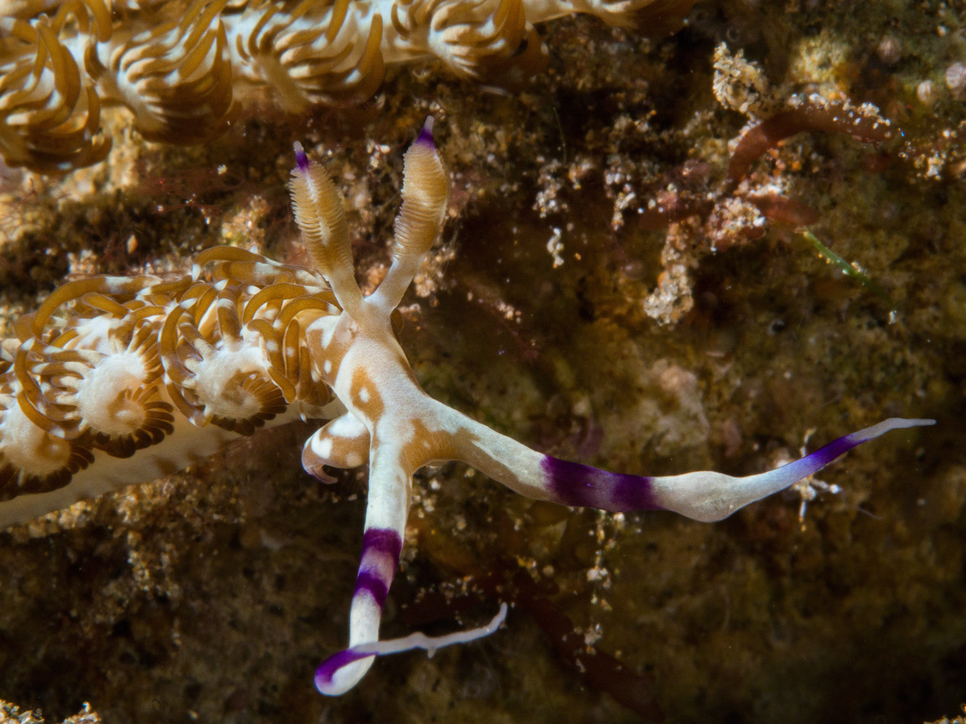 Pteraeolidia ianthina