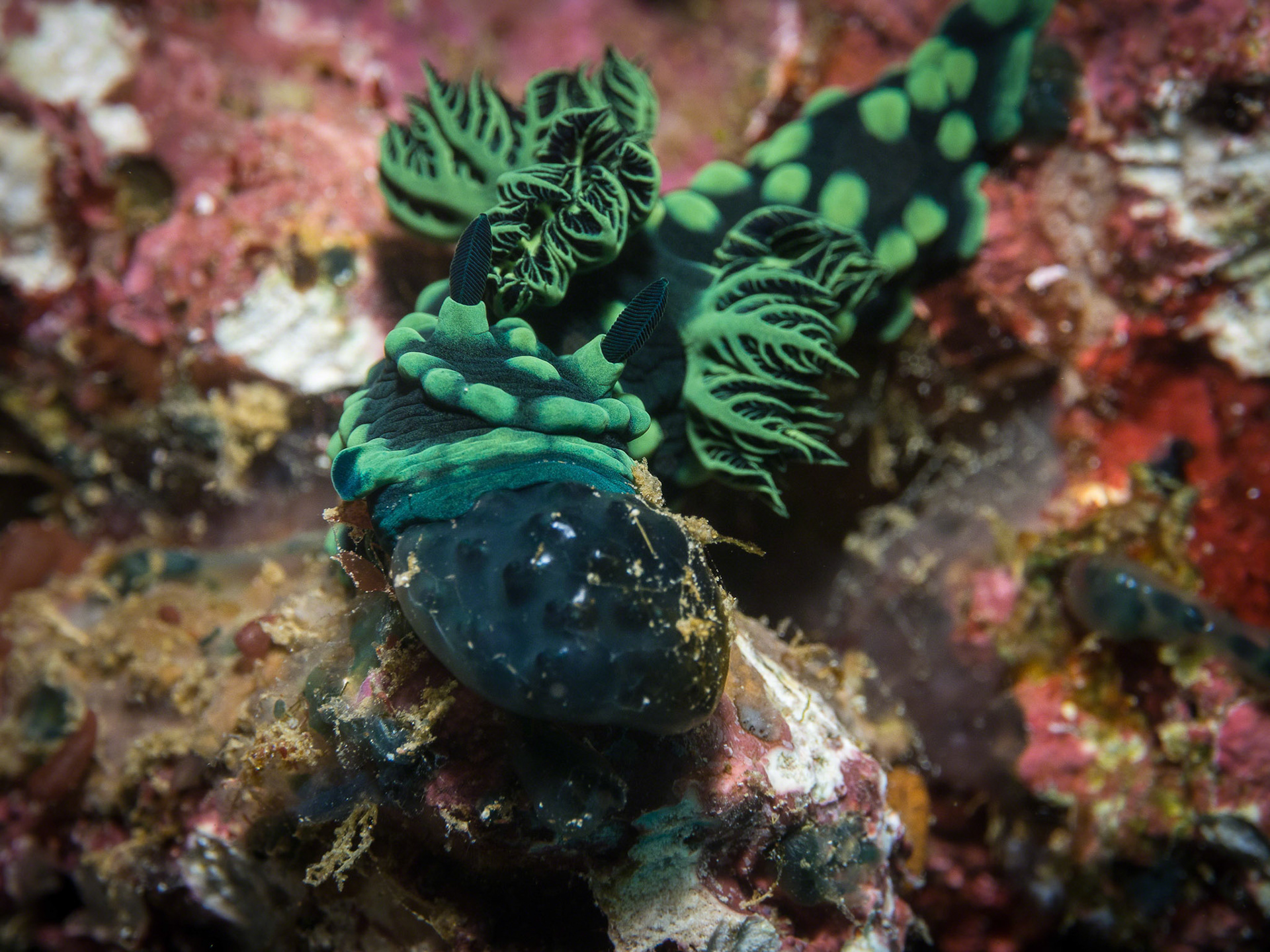Nembrotha cristata