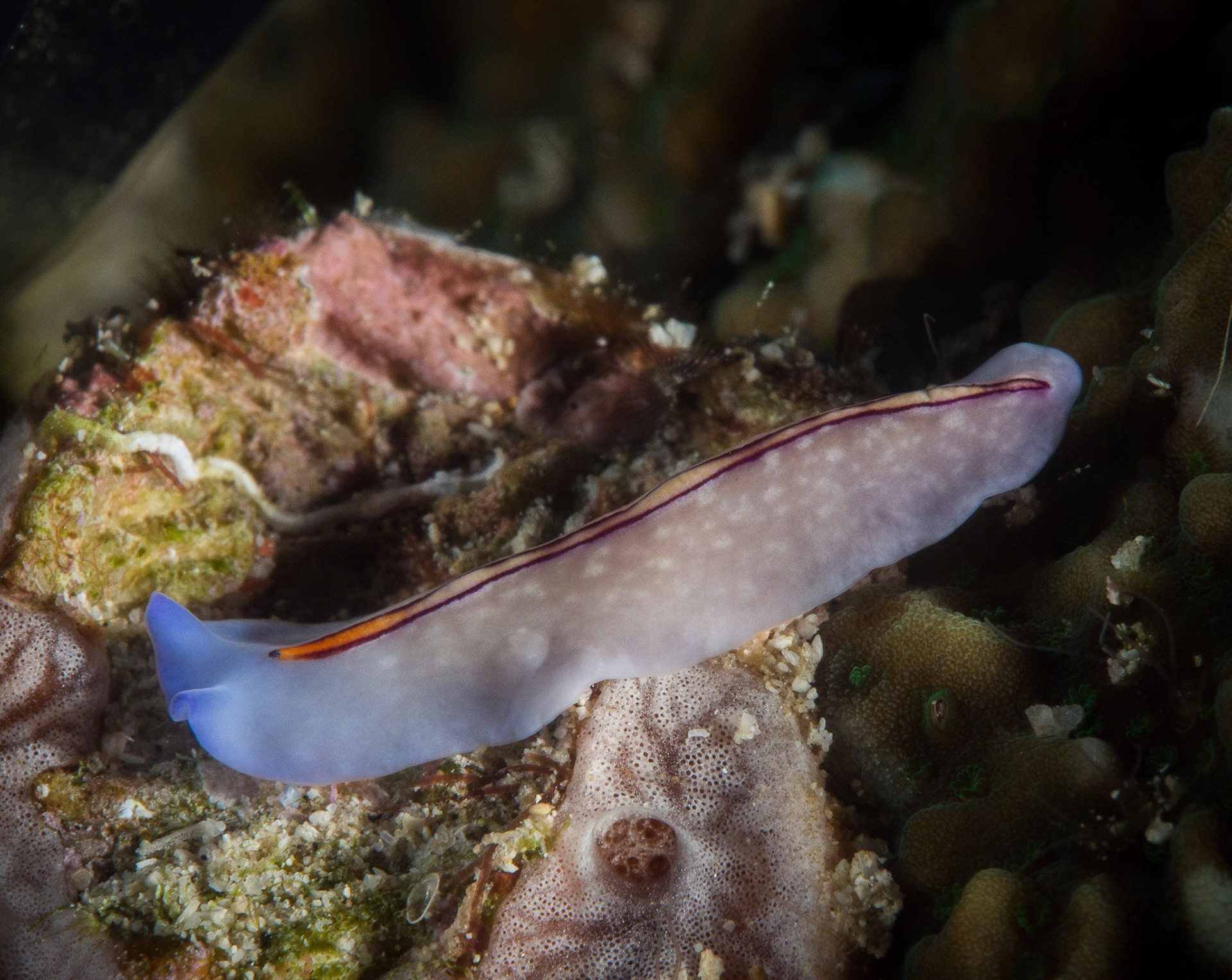 Pseudoceros bifurcus