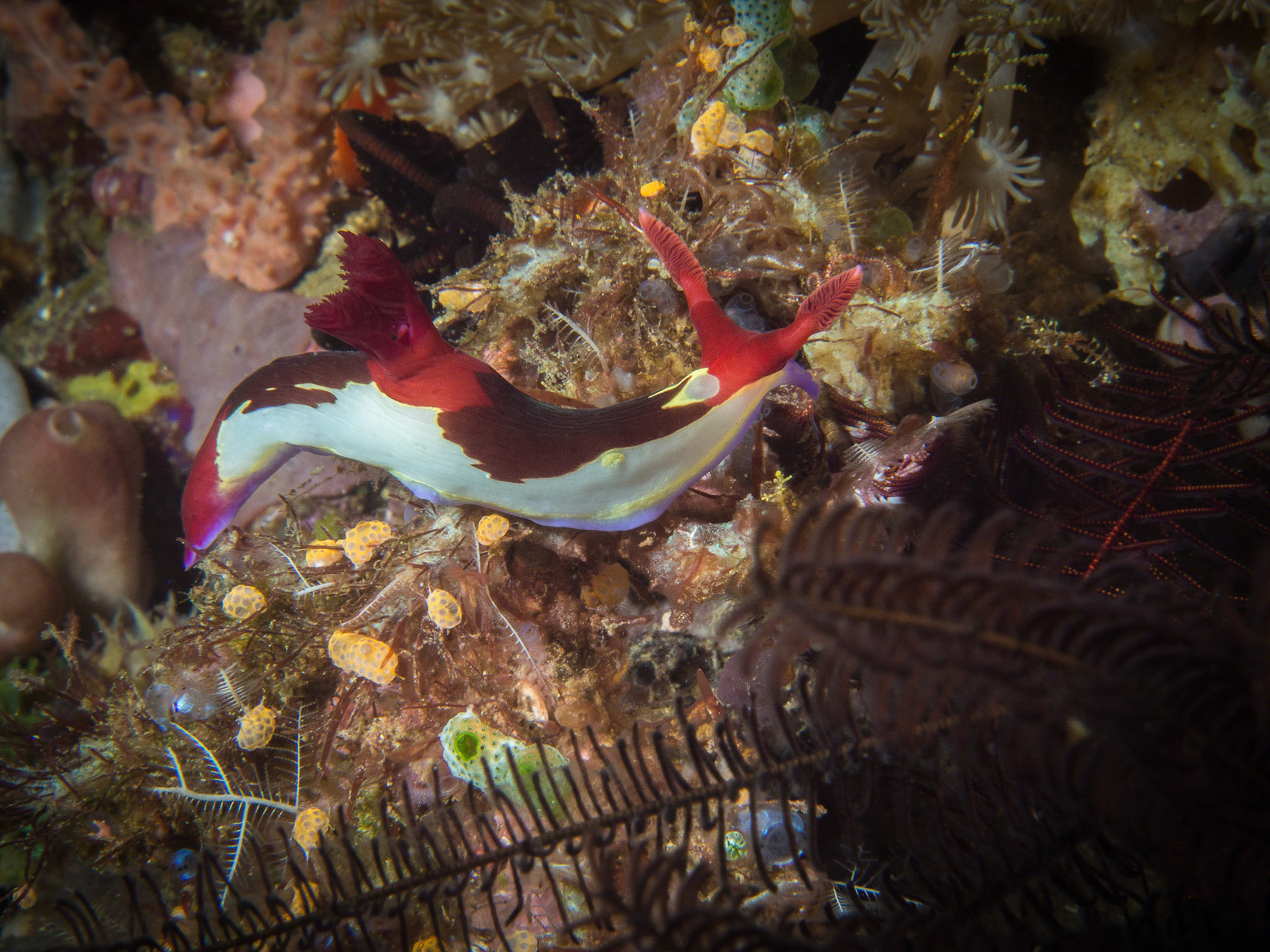 Nembrotha chamberlaini