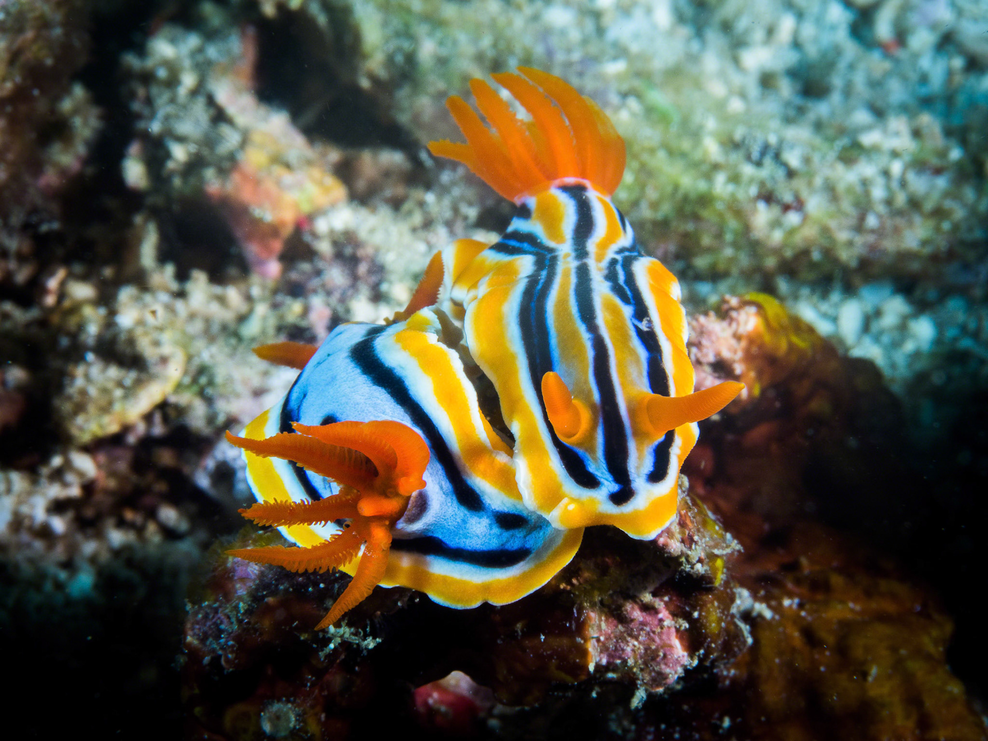 Chromodoris magnifica