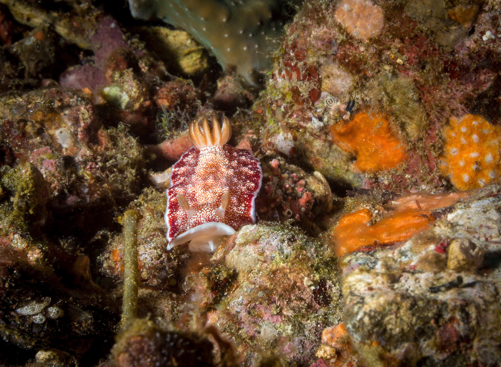 Chromodoris reticulata