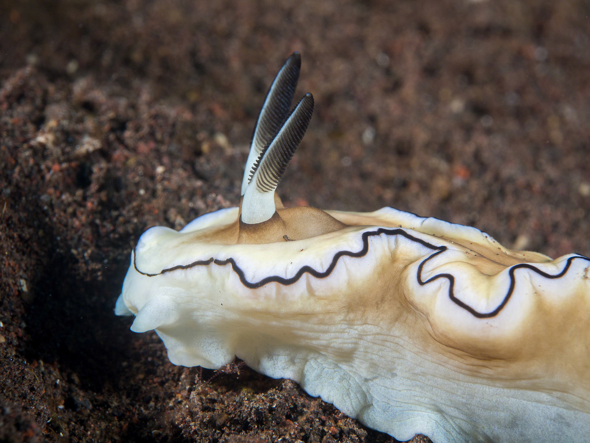 Glossodoris atromarginata