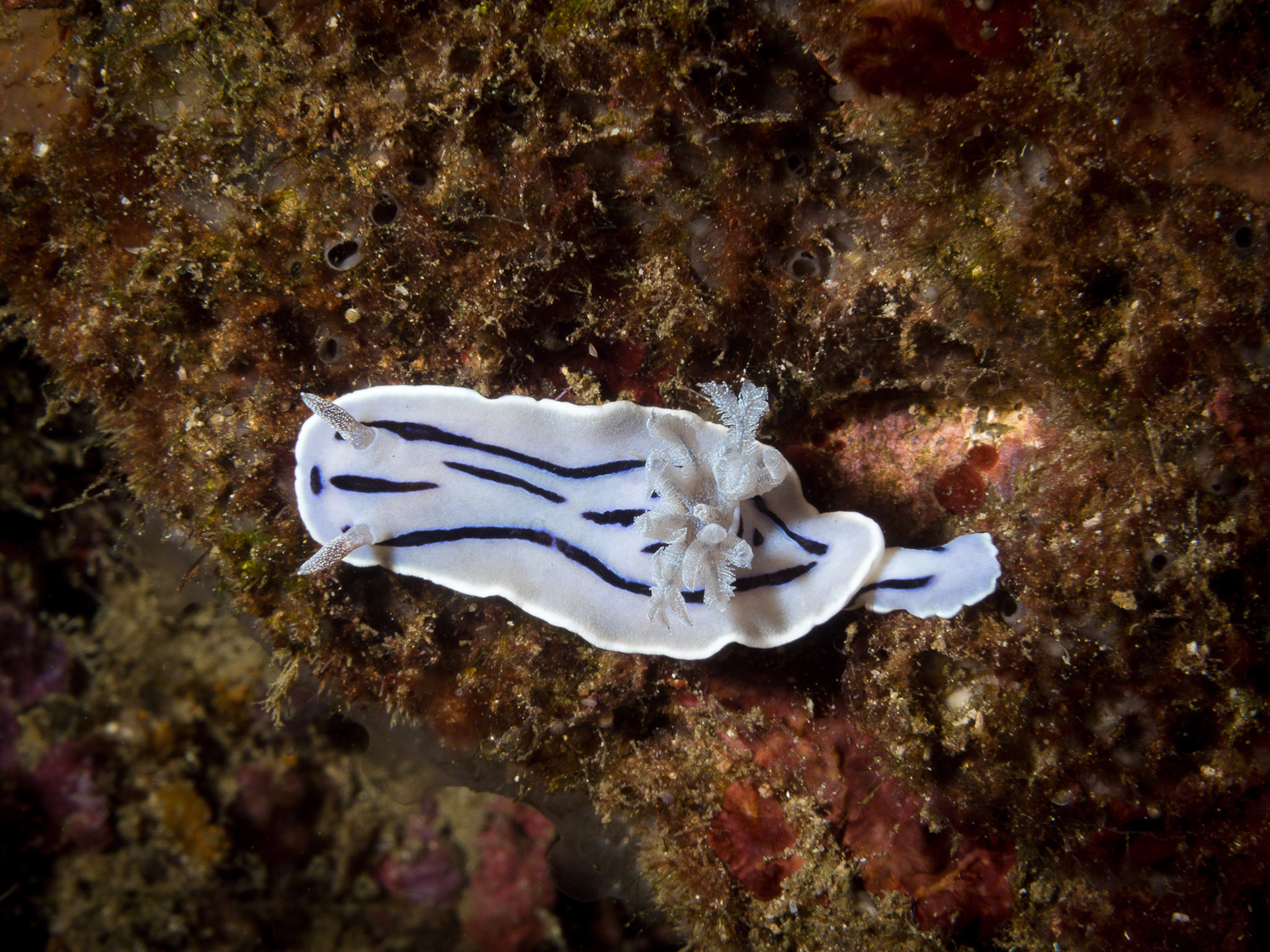 Chromodoris willani