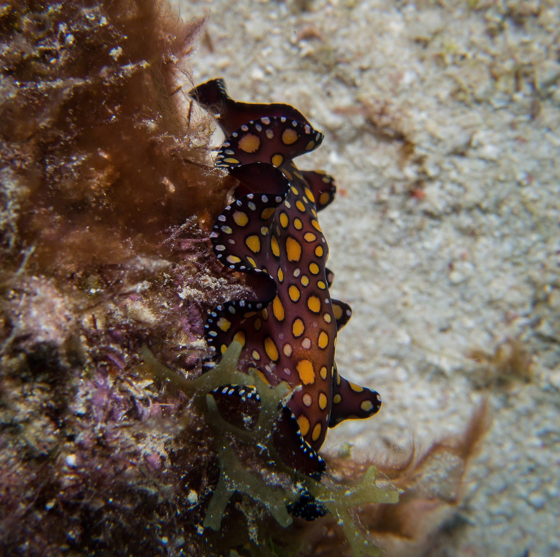 Pseudoceros pardalis