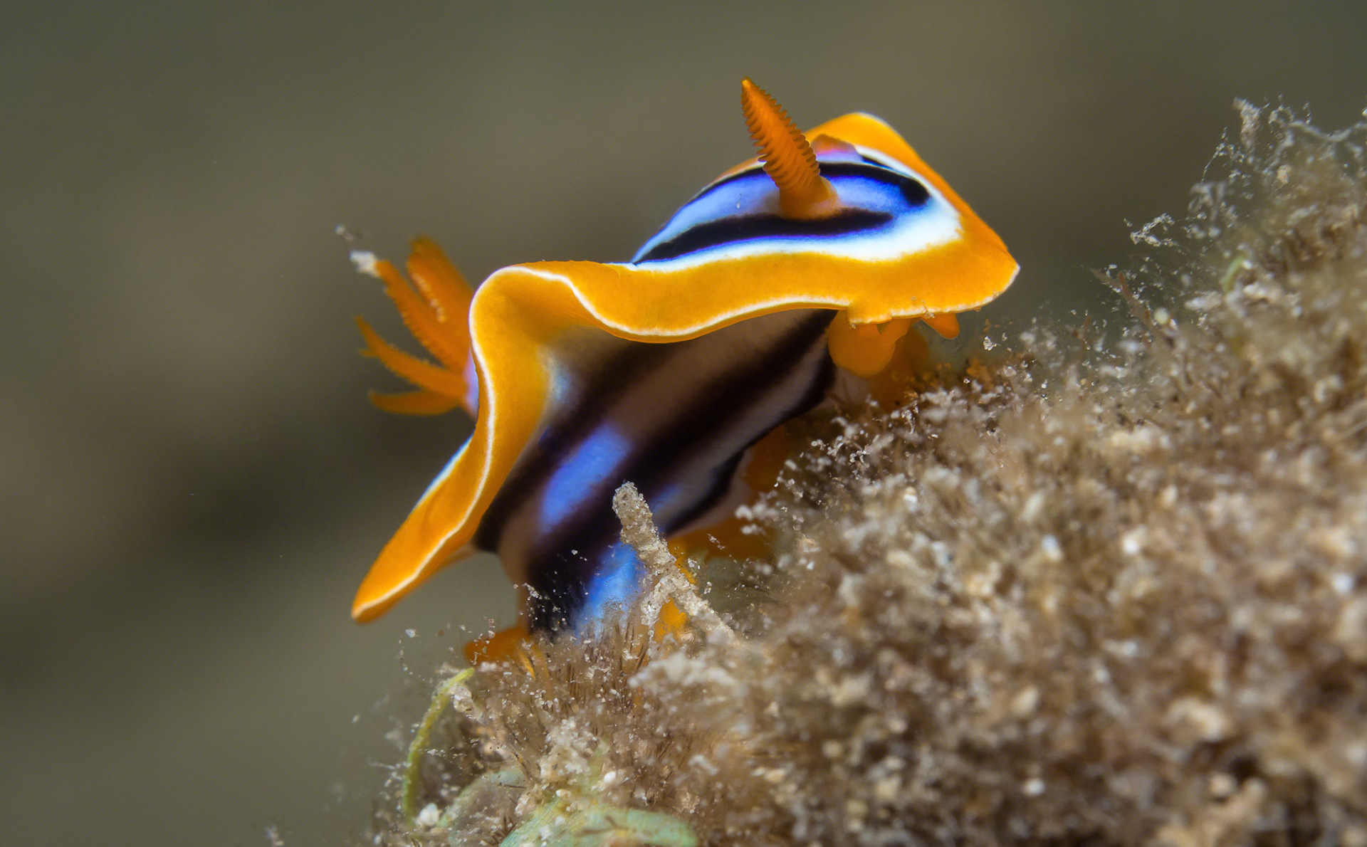 Chromodoris quadricolor