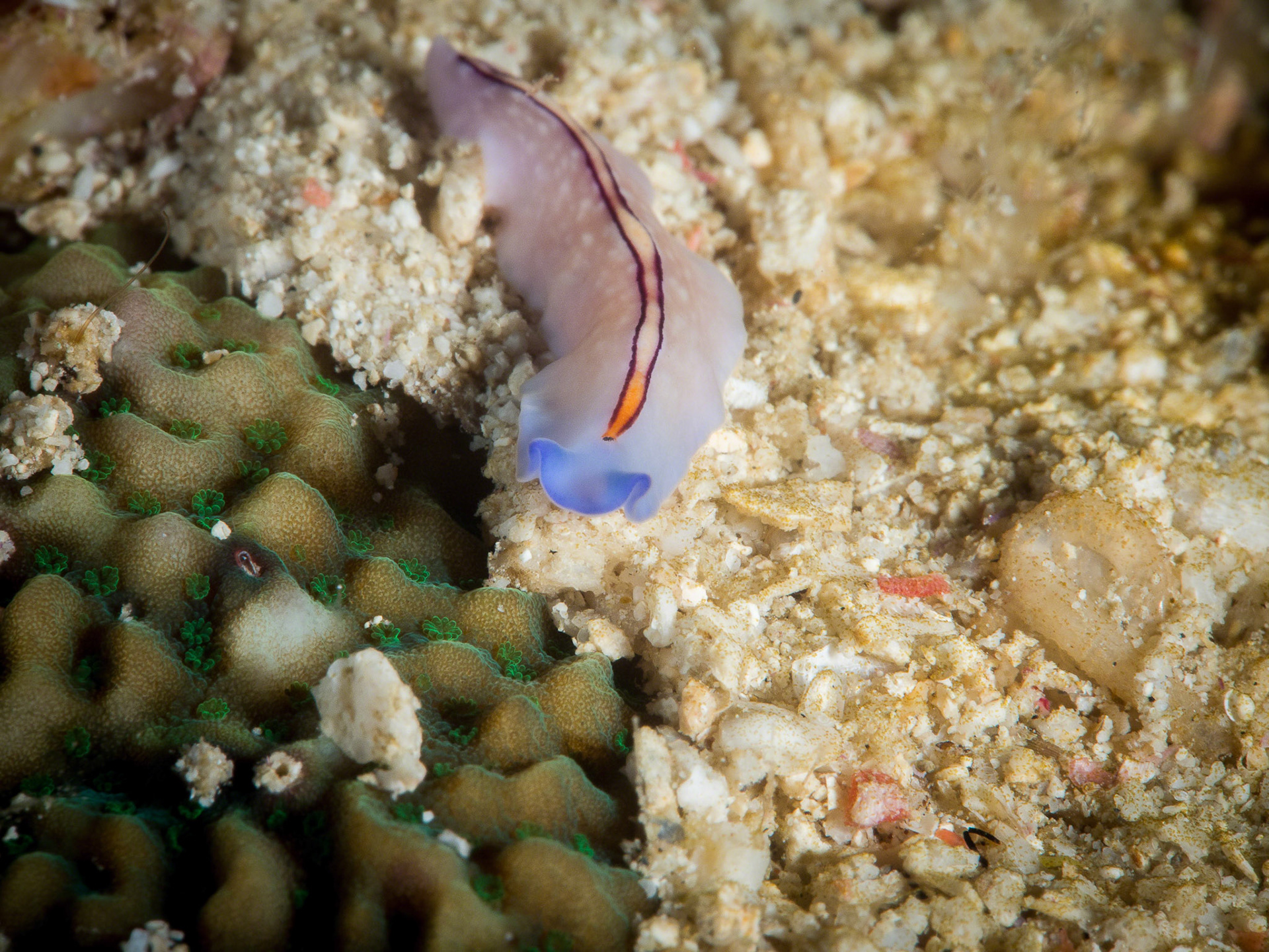 Pseudoceros bifurcus