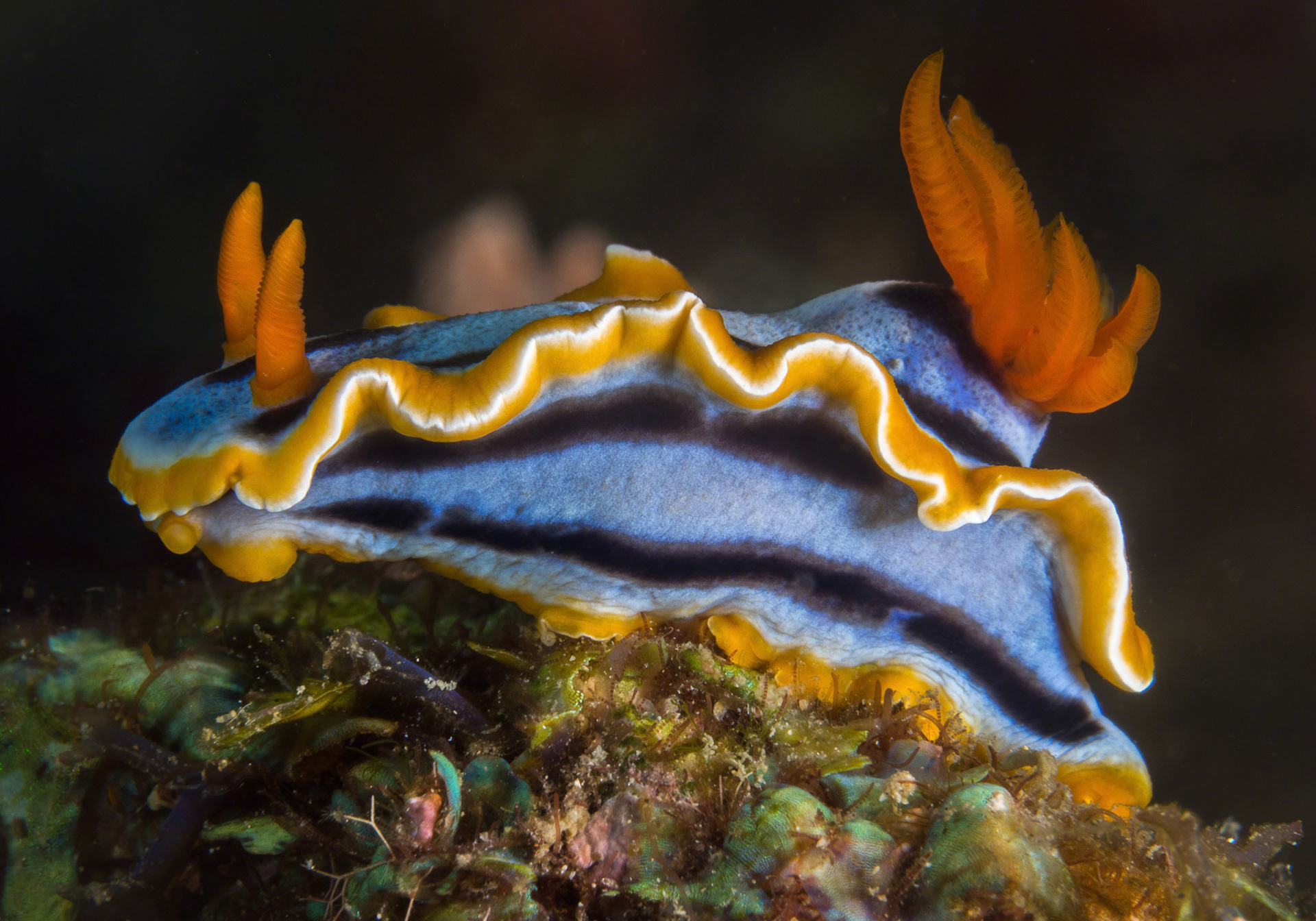 Chromodoris annae