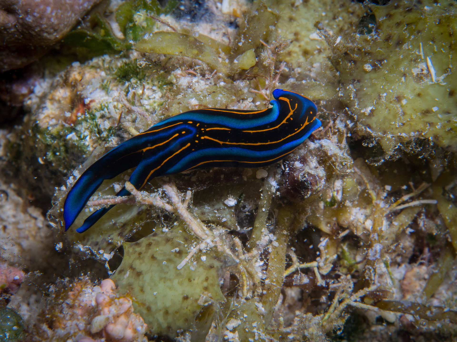 Chelidonura hirundinina