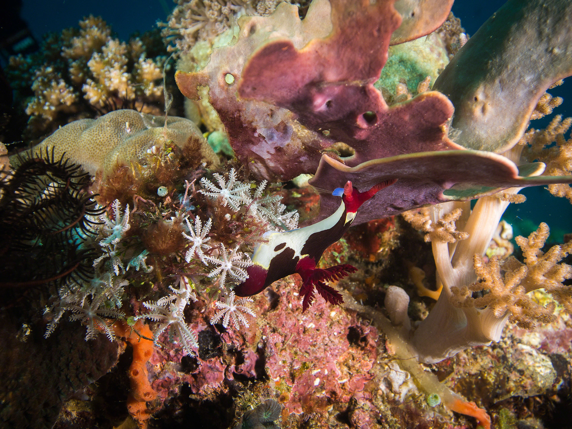 Nembrotha chamberlaini