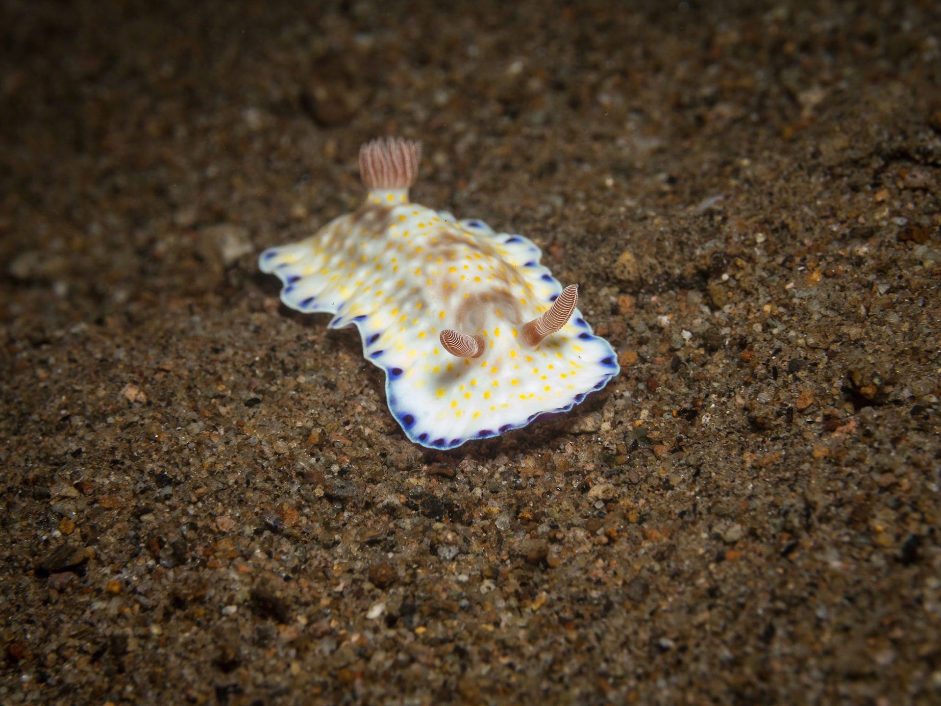 Chromodoris Alius