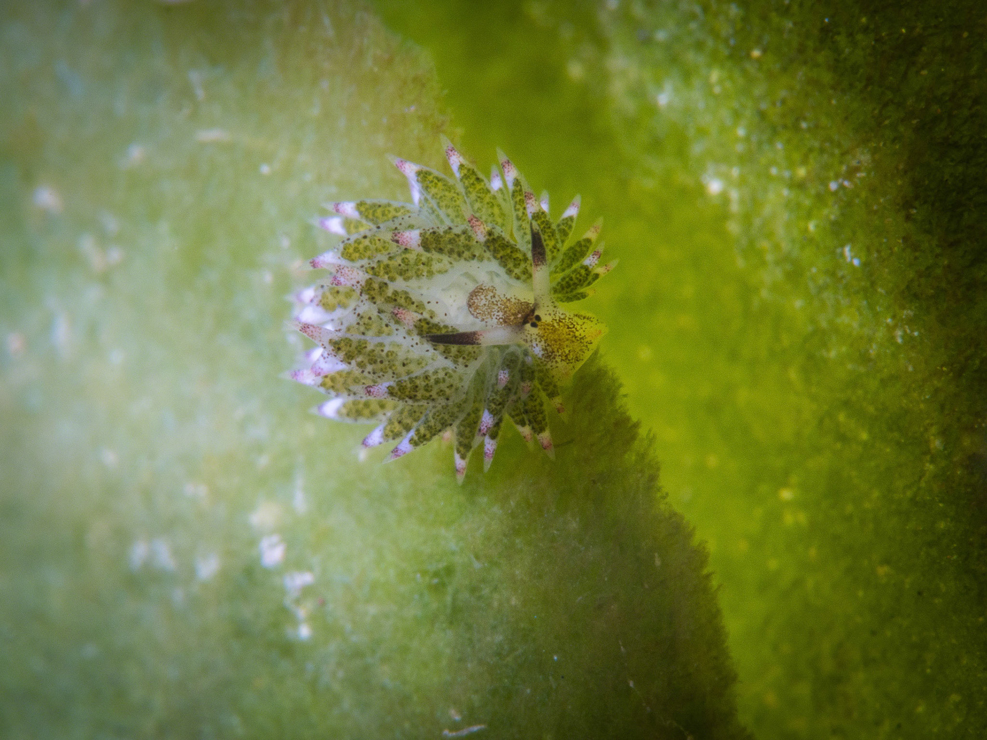 Costasiella kuroshimae
