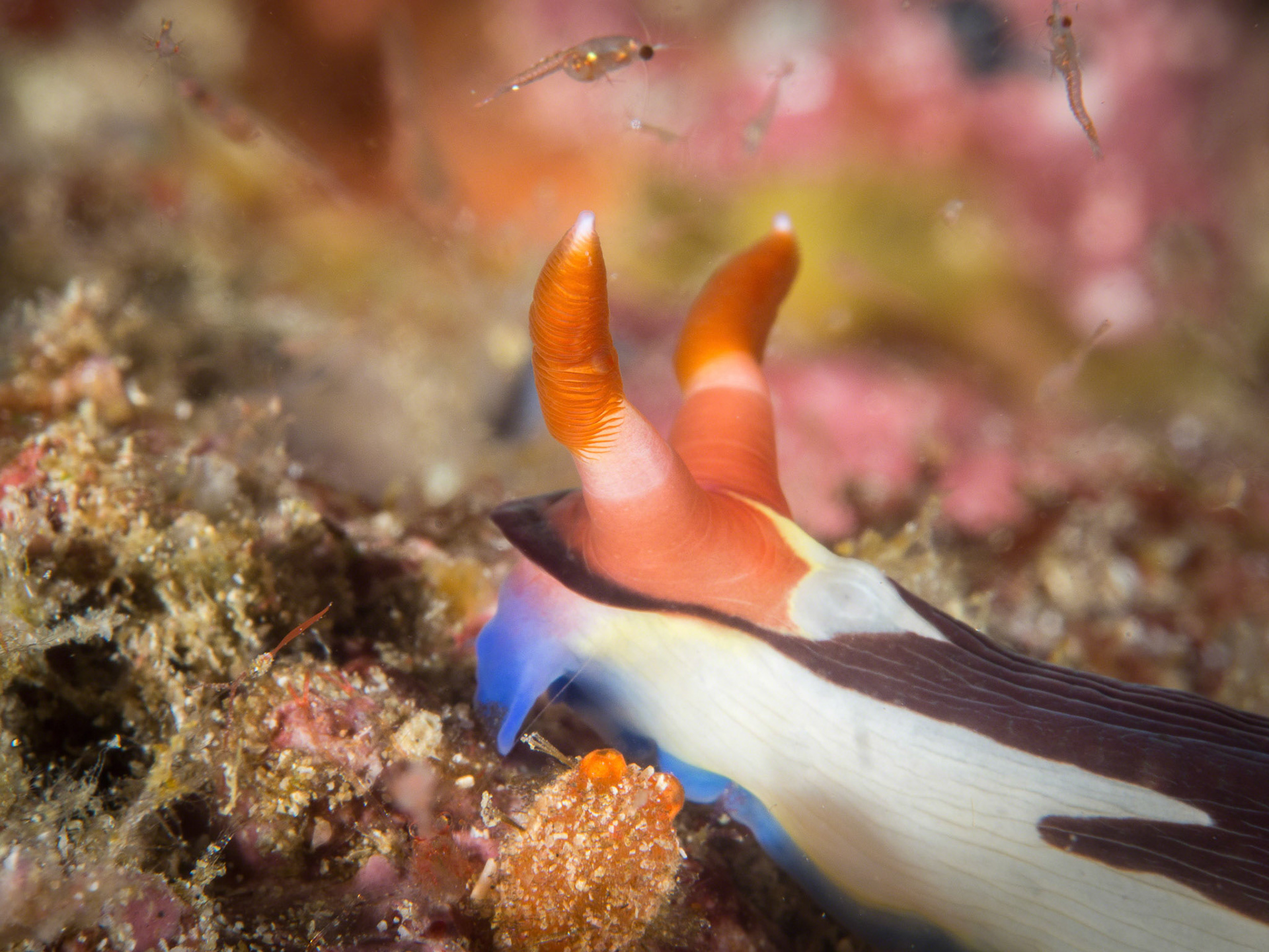 Nembrotha chamberlaini