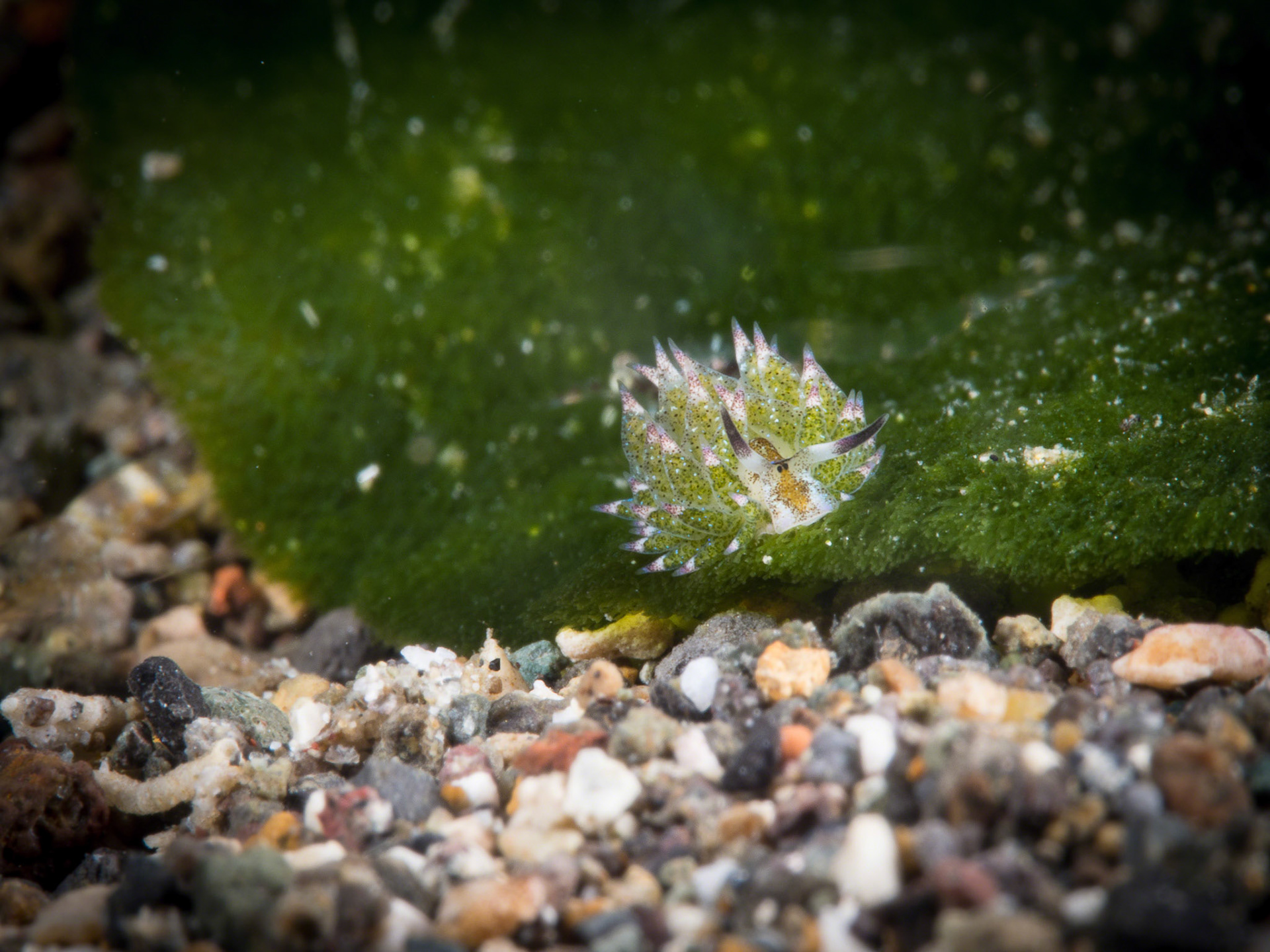 Costasiella kuroshimae