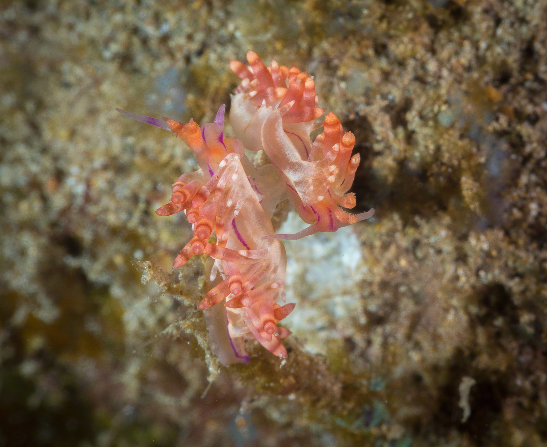 Flabellina rubrolineata
