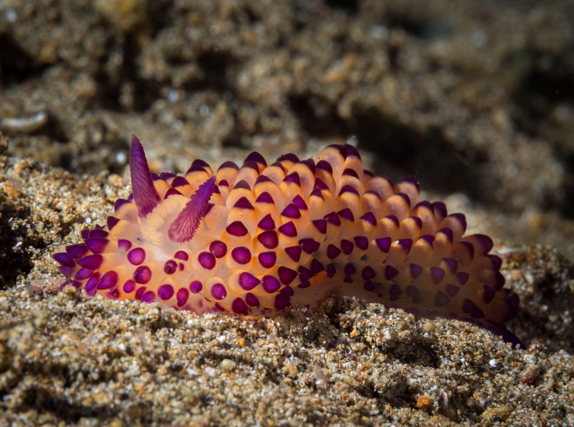 Janolus