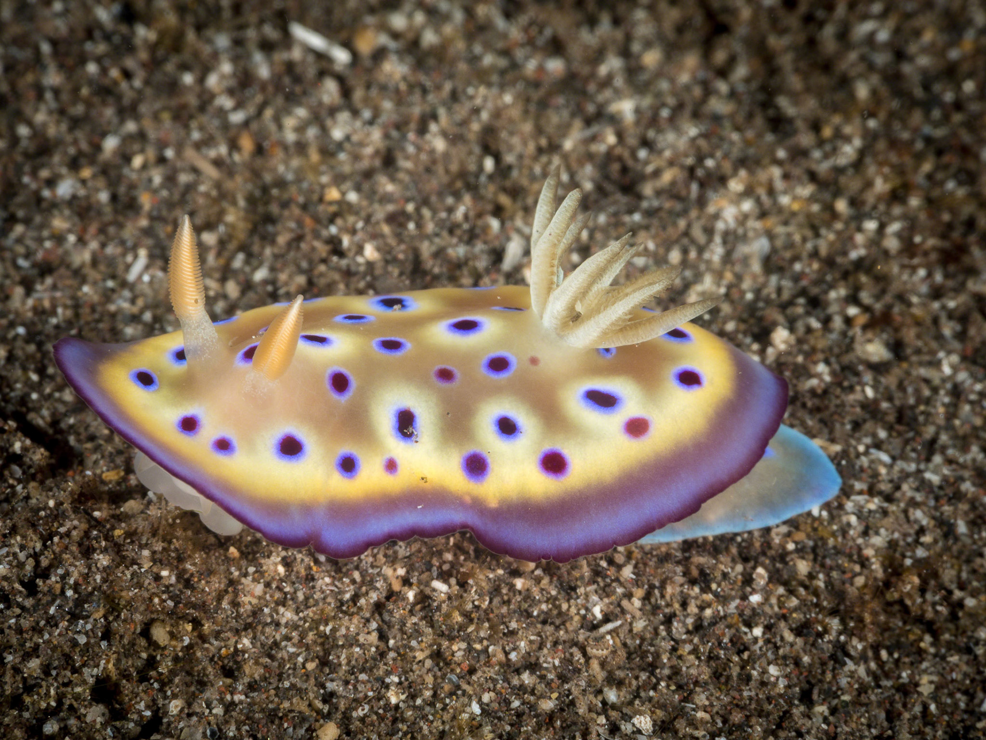 Chromodoris kuniei