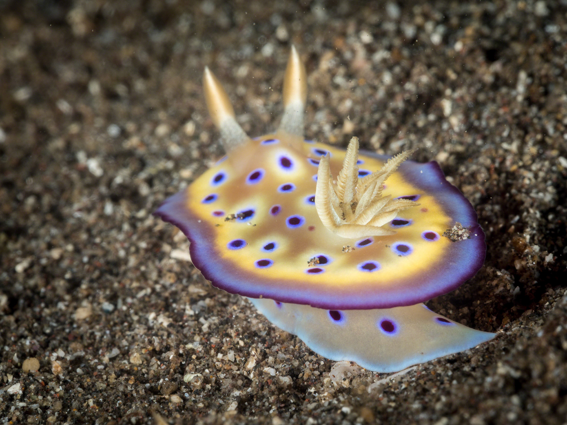 Chromodoris kuniei