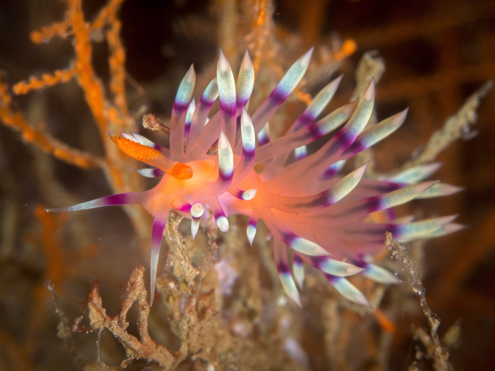 Flabellina exoptata