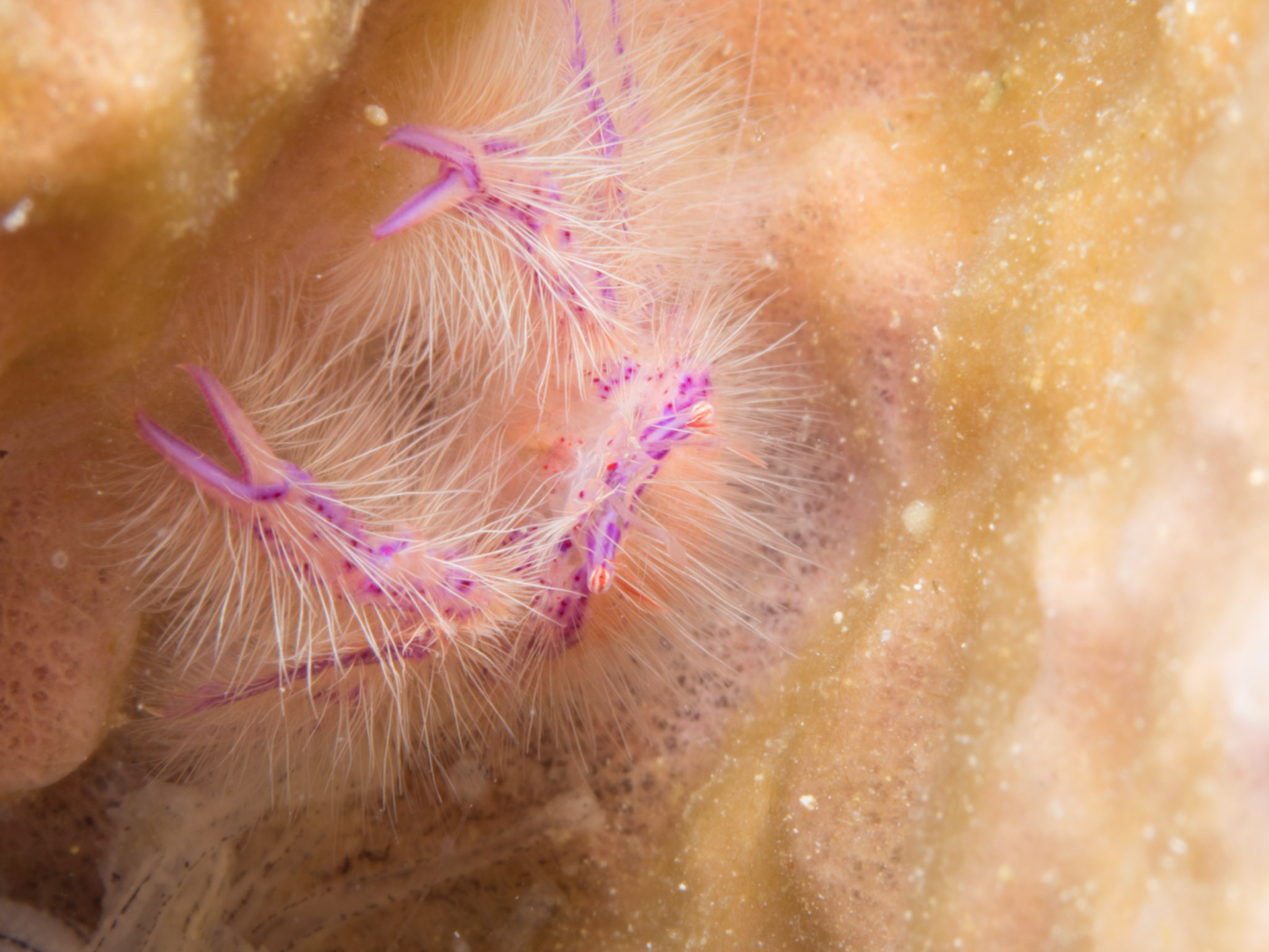 Hairy Squat Lobster
