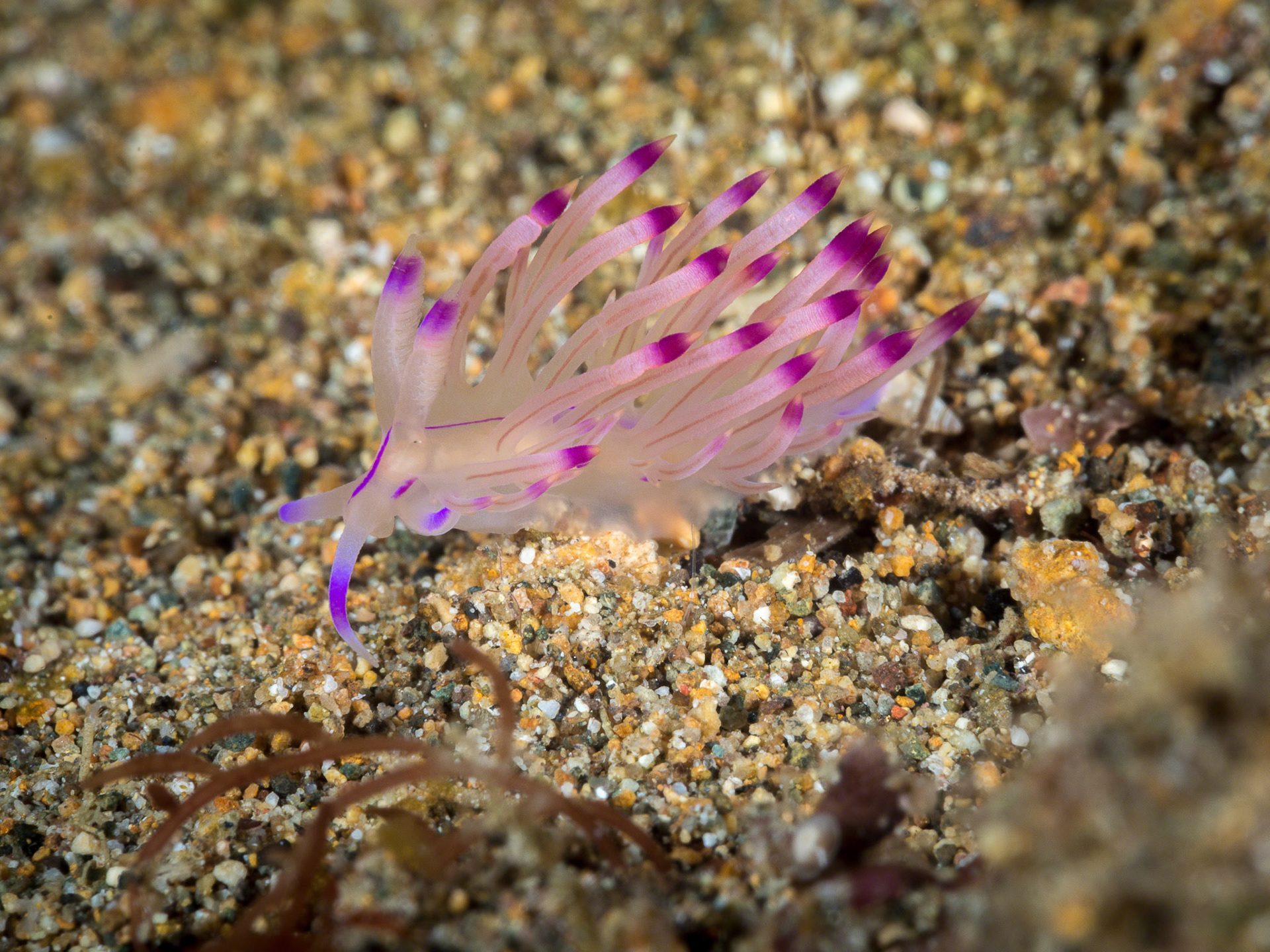 Flabellina rubrolineata