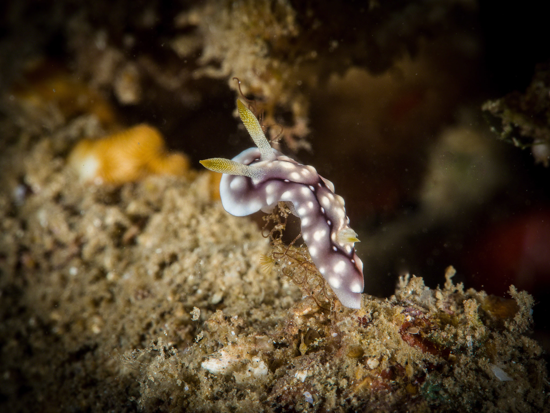 Chromodoris geometrica
