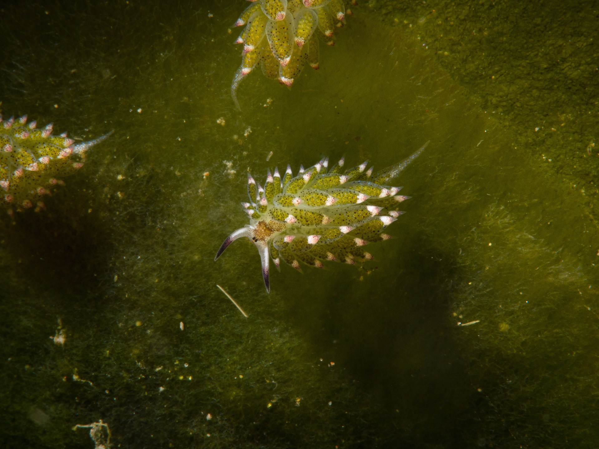 Costasiella kuroshimae