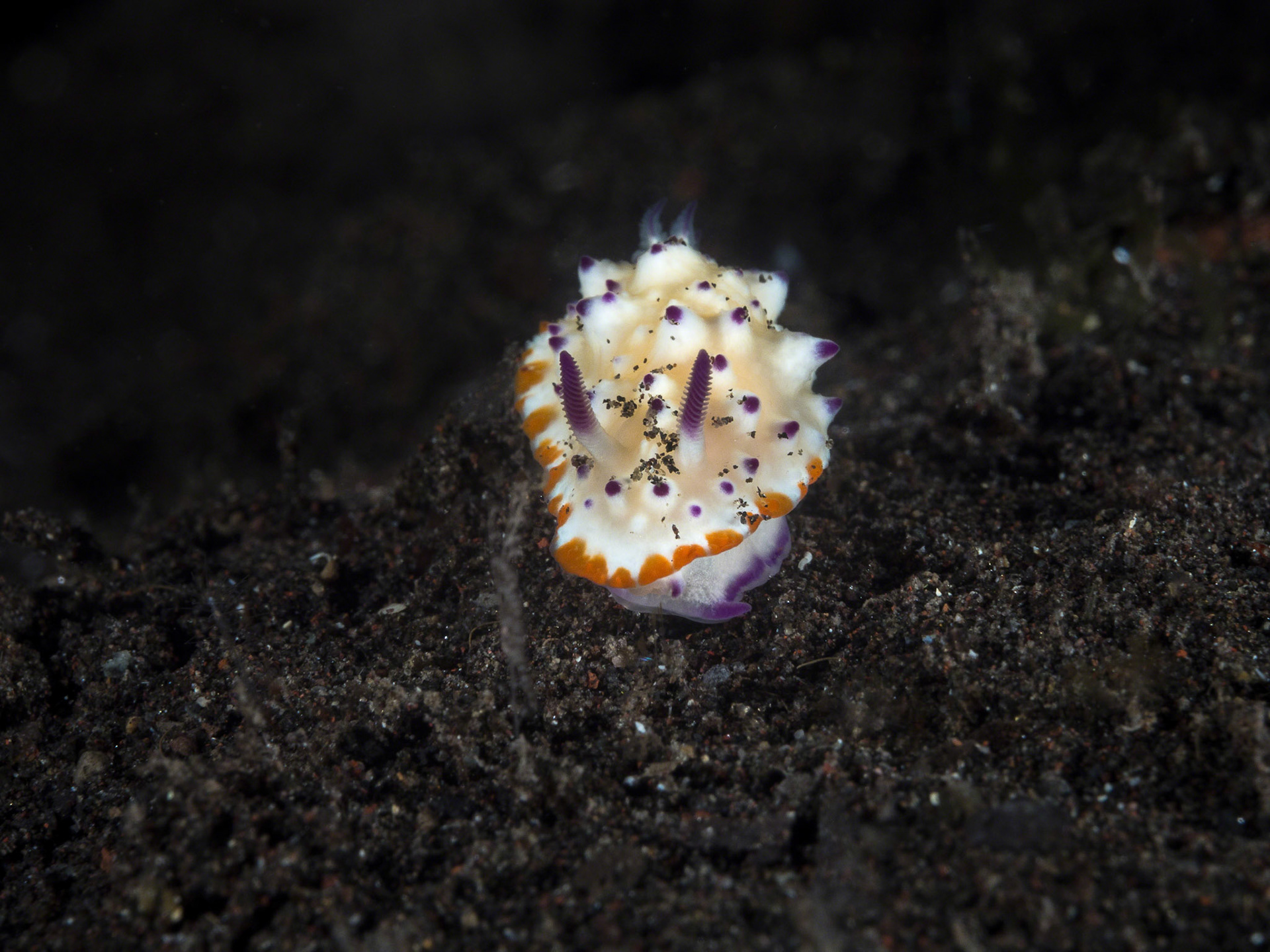 Mexichromis multituberculata